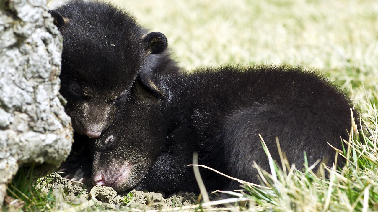 Обои Гризли, наземные животные, живая природа, морда, наземное животное в разрешении 1280x720