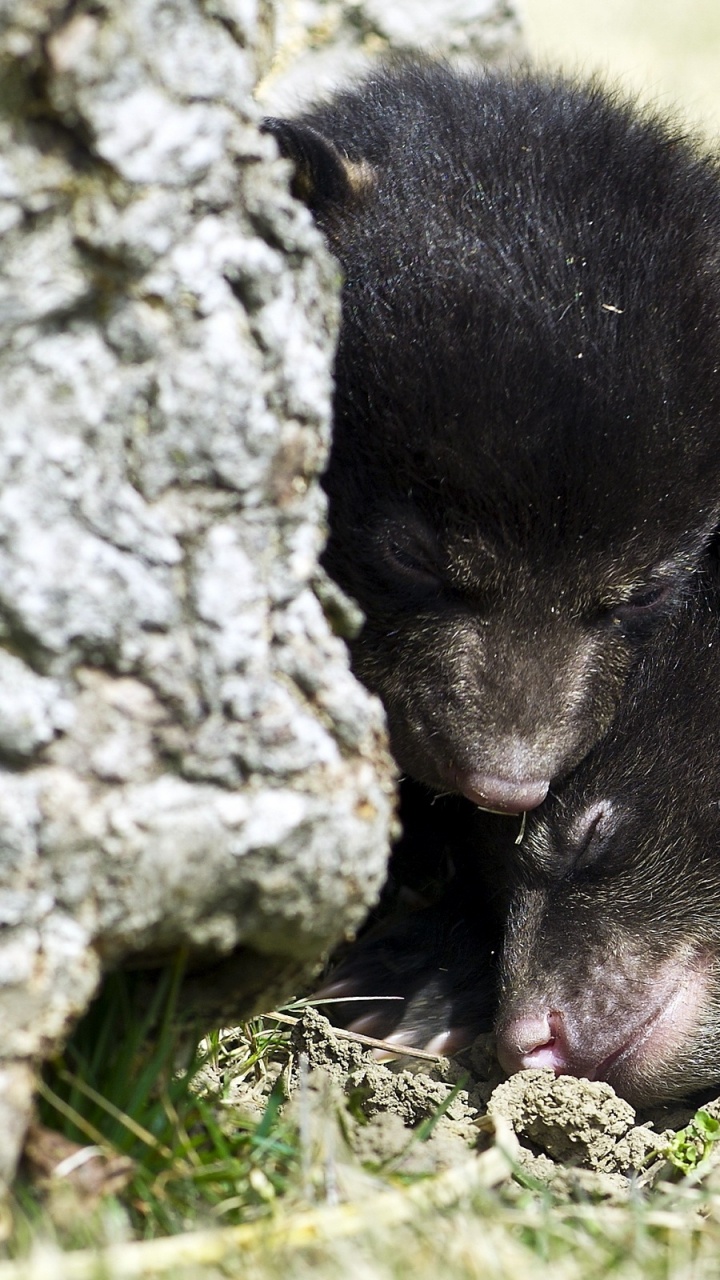 Обои Гризли, наземные животные, живая природа, морда, наземное животное в разрешении 720x1280