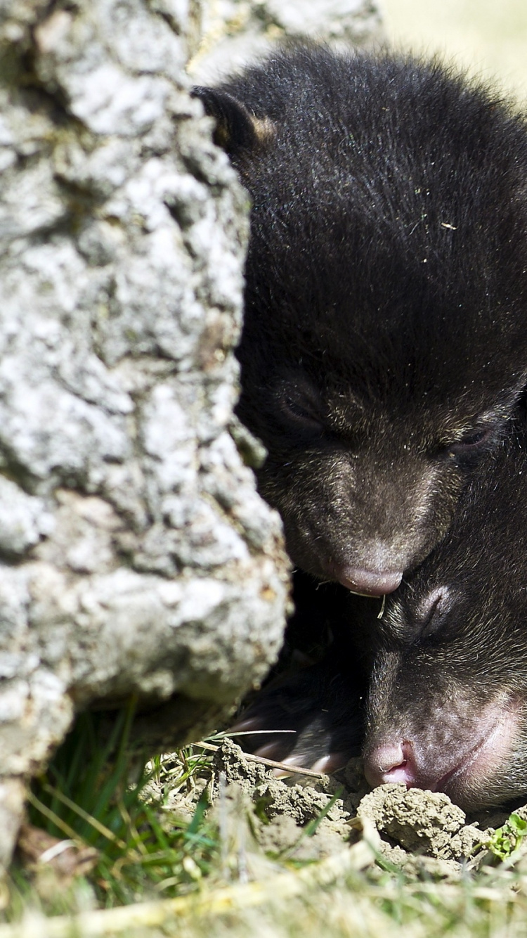 Обои Гризли, наземные животные, живая природа, морда, наземное животное в разрешении 750x1334