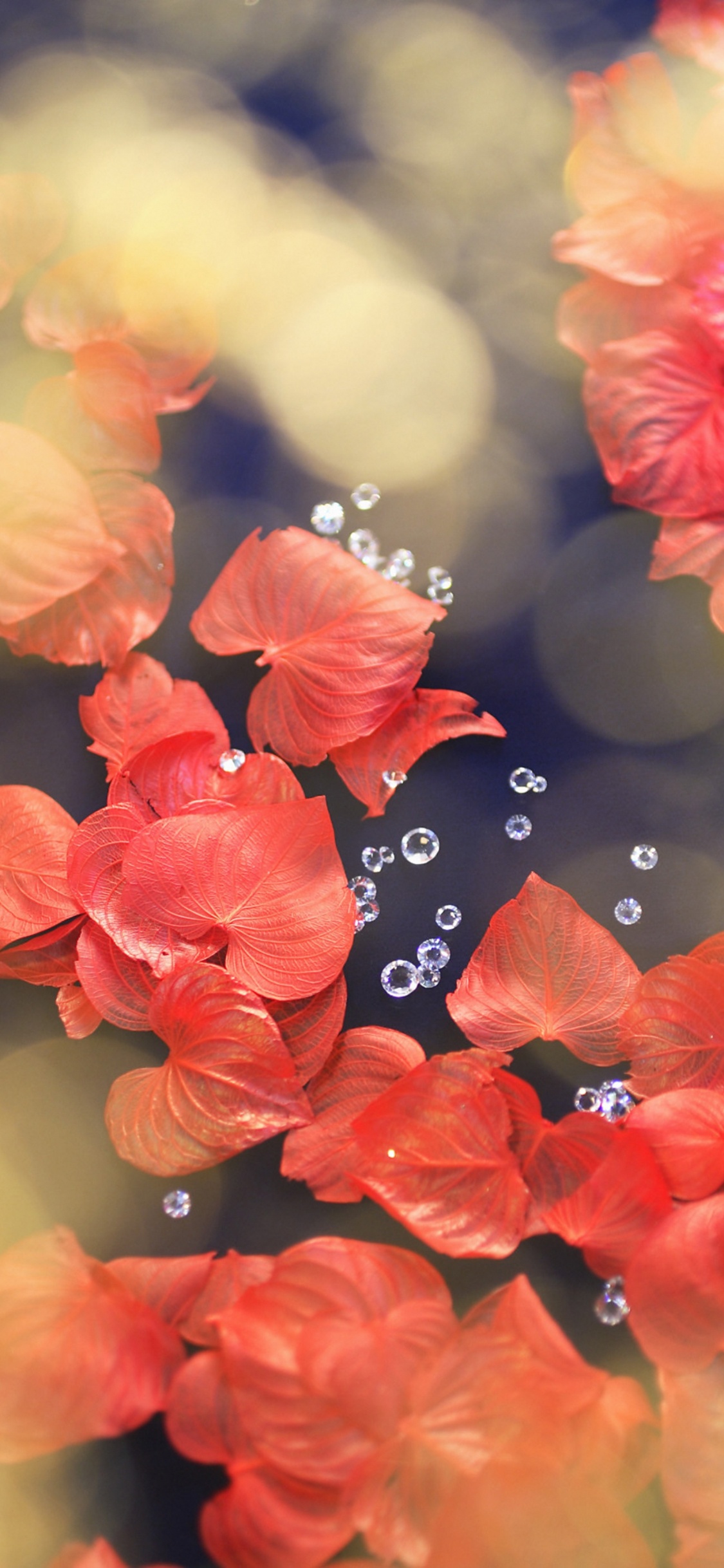 Обои цветок, красный цвет, лепесток, весна, расцвет в разрешении 1125x2436