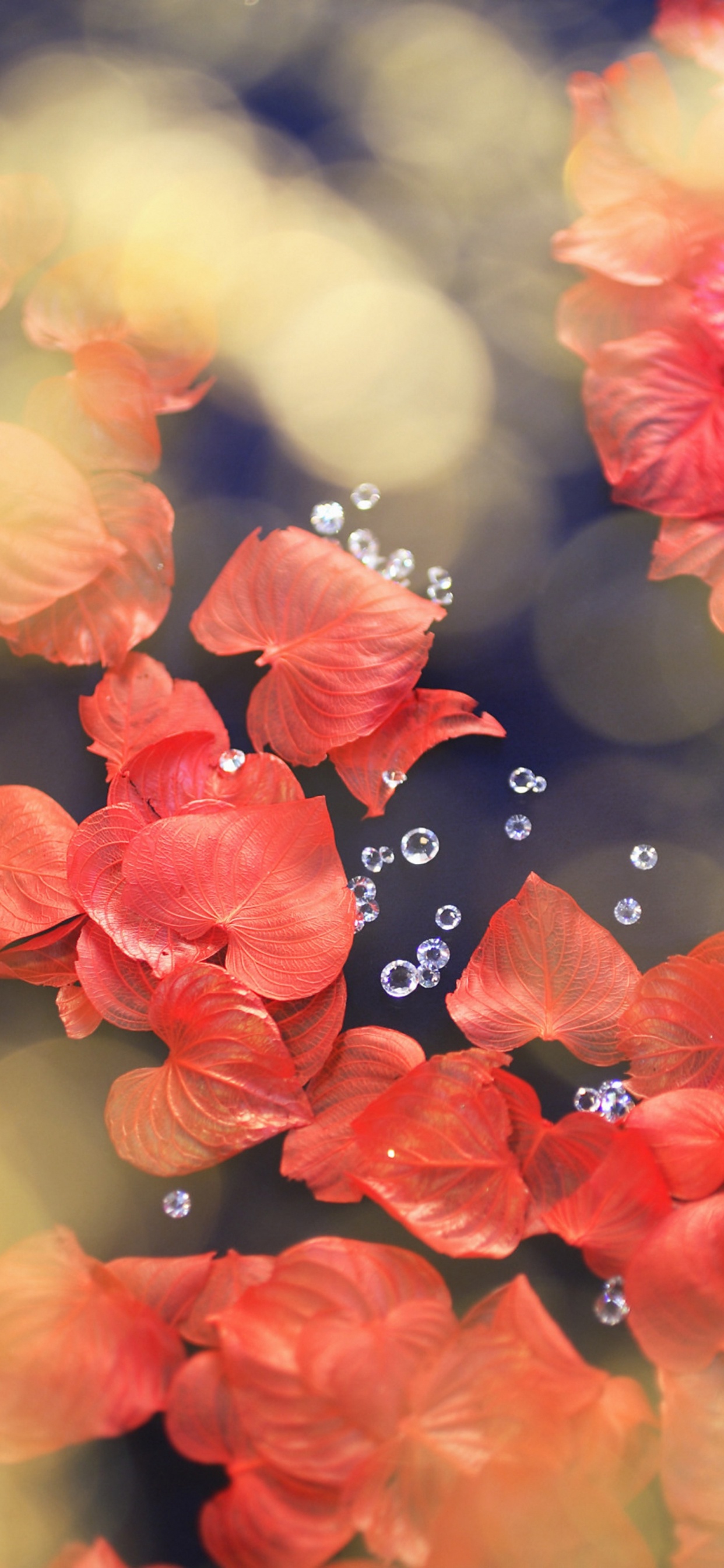 Обои цветок, красный цвет, лепесток, весна, расцвет в разрешении 1242x2688