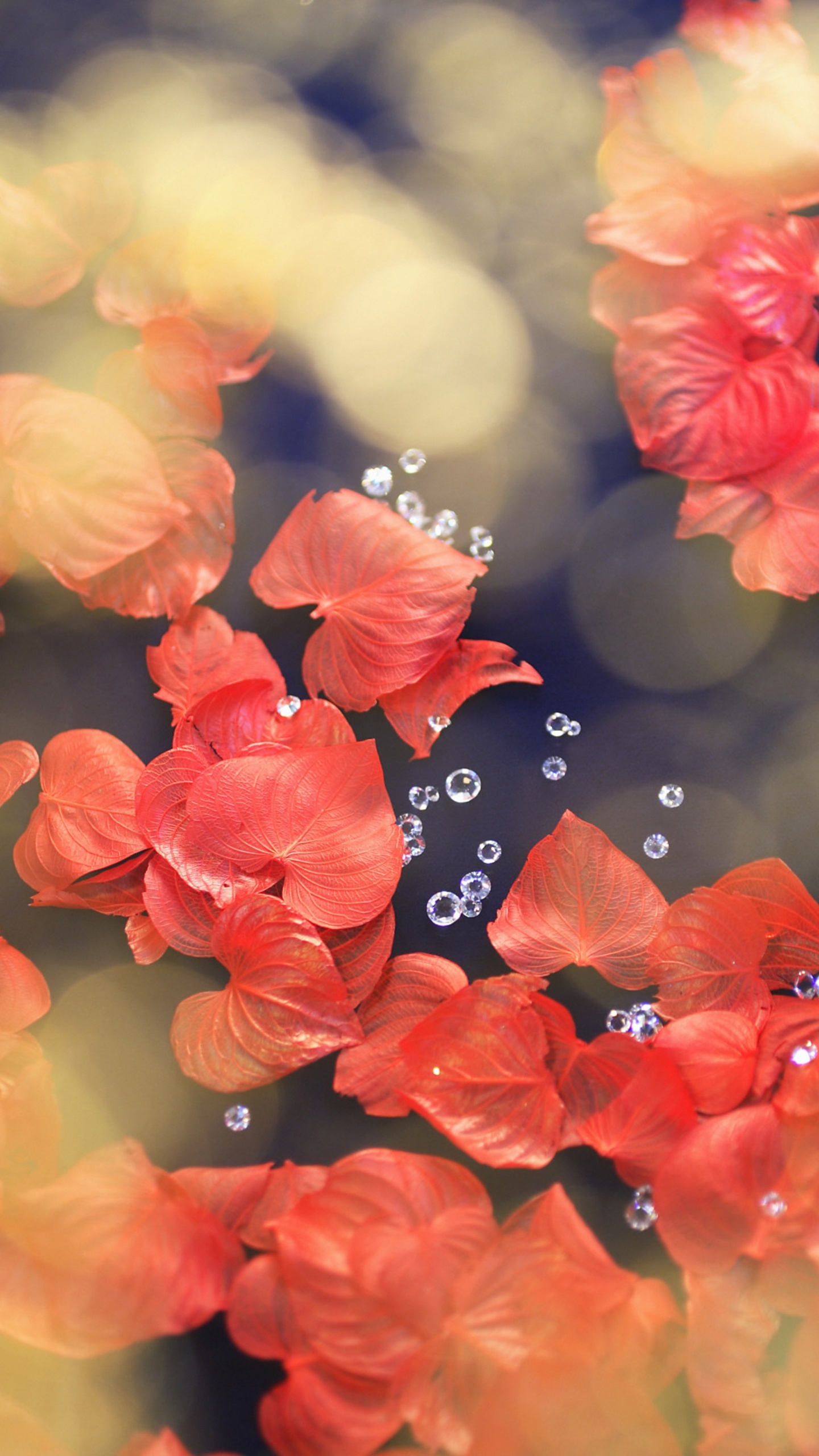 Обои цветок, красный цвет, лепесток, весна, расцвет в разрешении 1440x2560