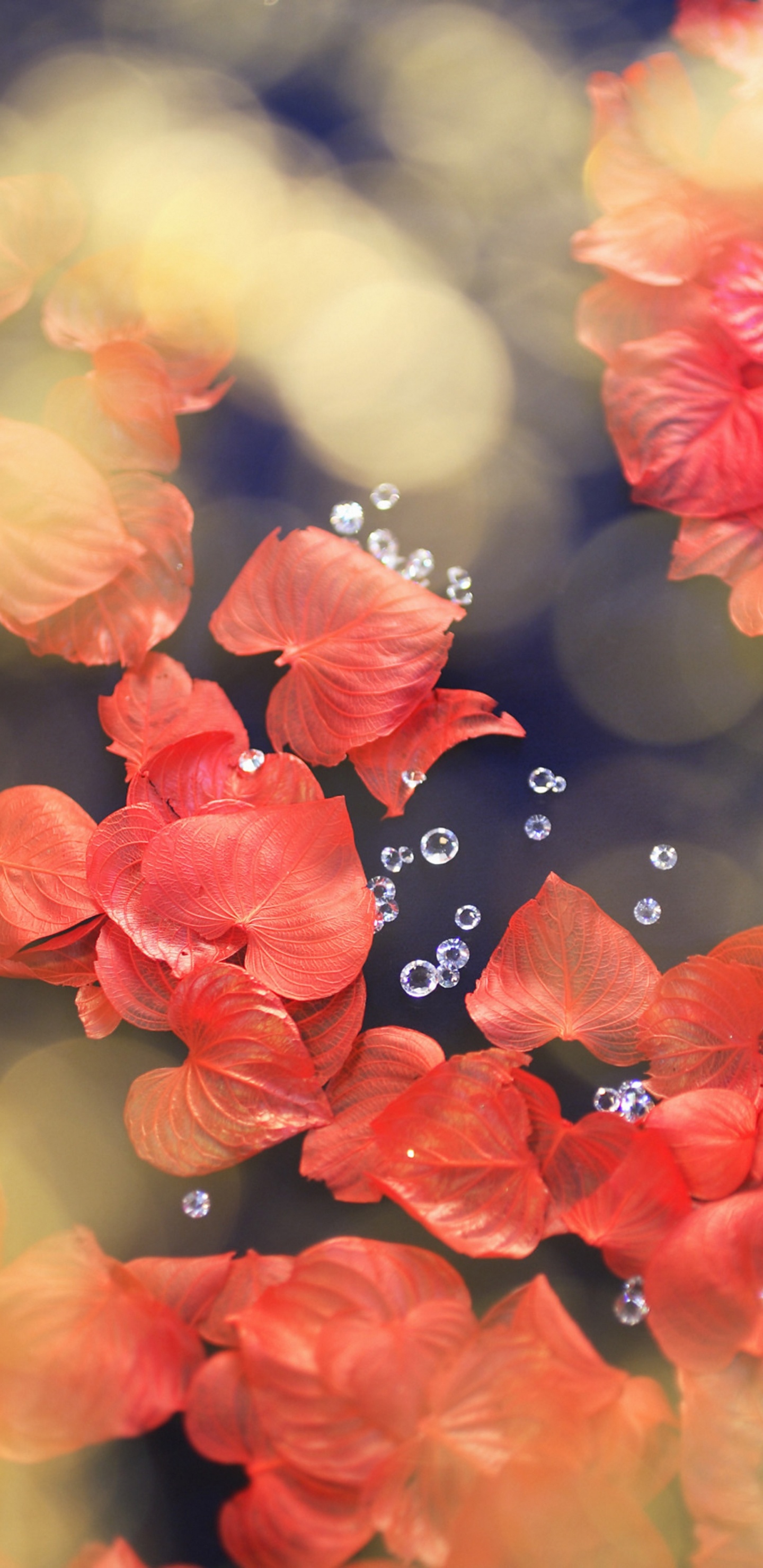 Обои цветок, красный цвет, лепесток, весна, расцвет в разрешении 1440x2960