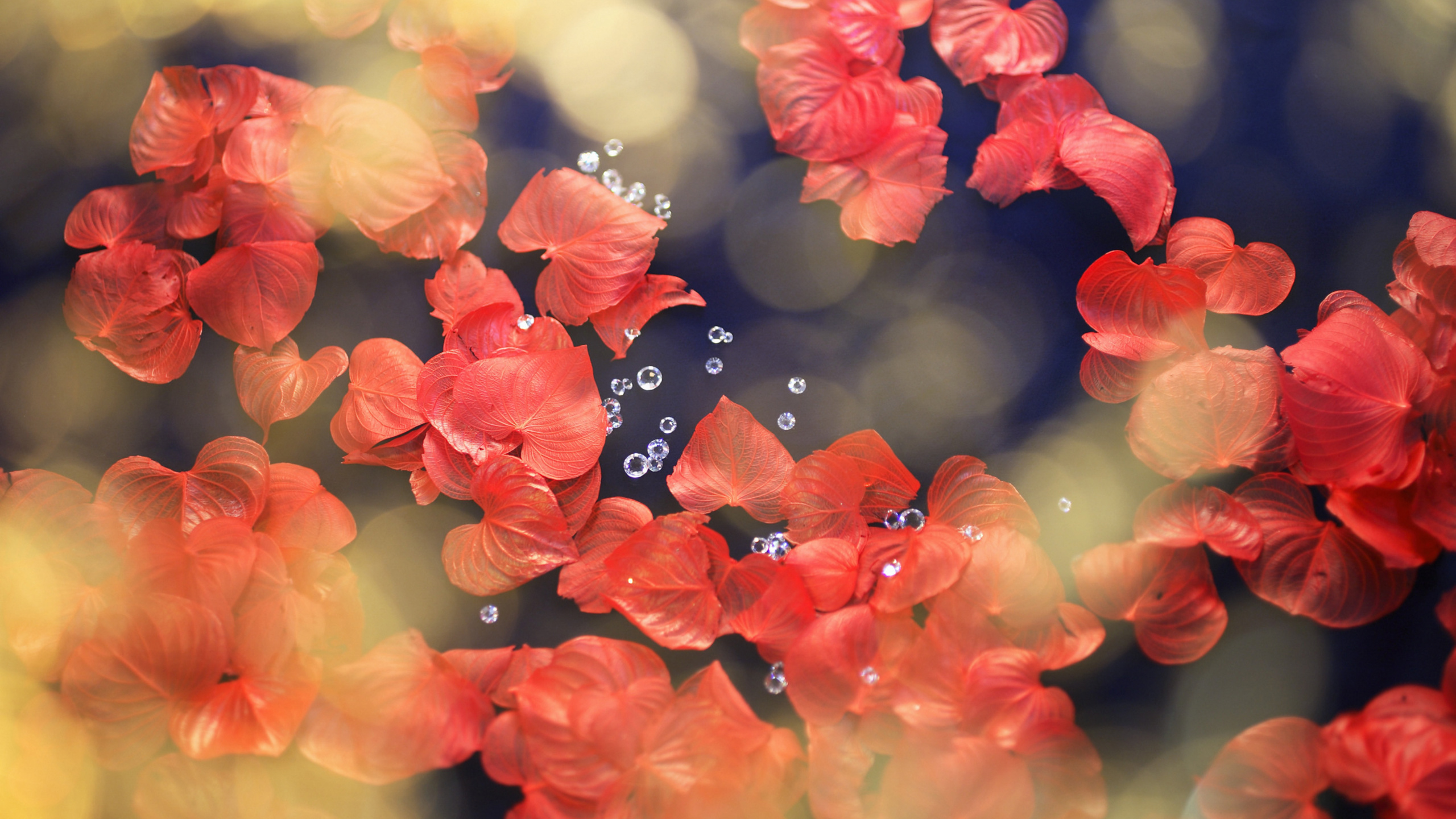 Обои цветок, красный цвет, лепесток, весна, расцвет в разрешении 2560x1440