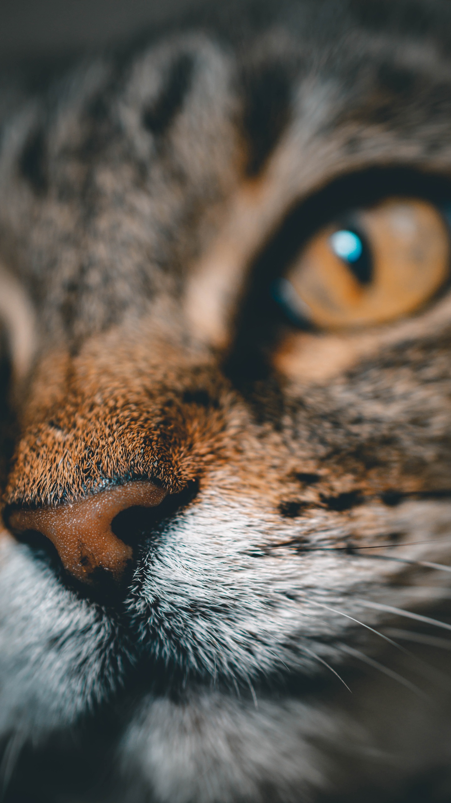 Обои кот, полосатый кот, бакенбарды, кошачьих, нос в разрешении 1440x2560