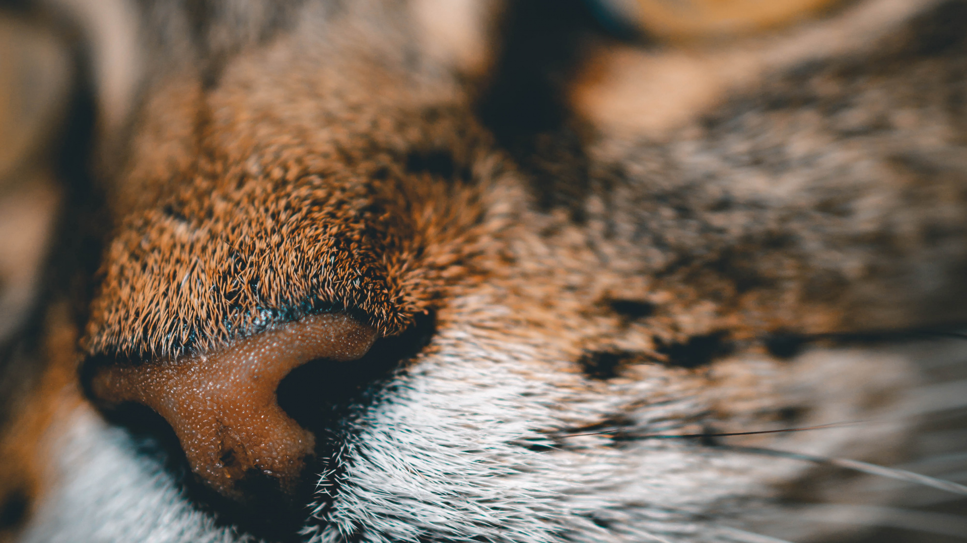 Обои кот, полосатый кот, бакенбарды, кошачьих, нос в разрешении 1920x1080