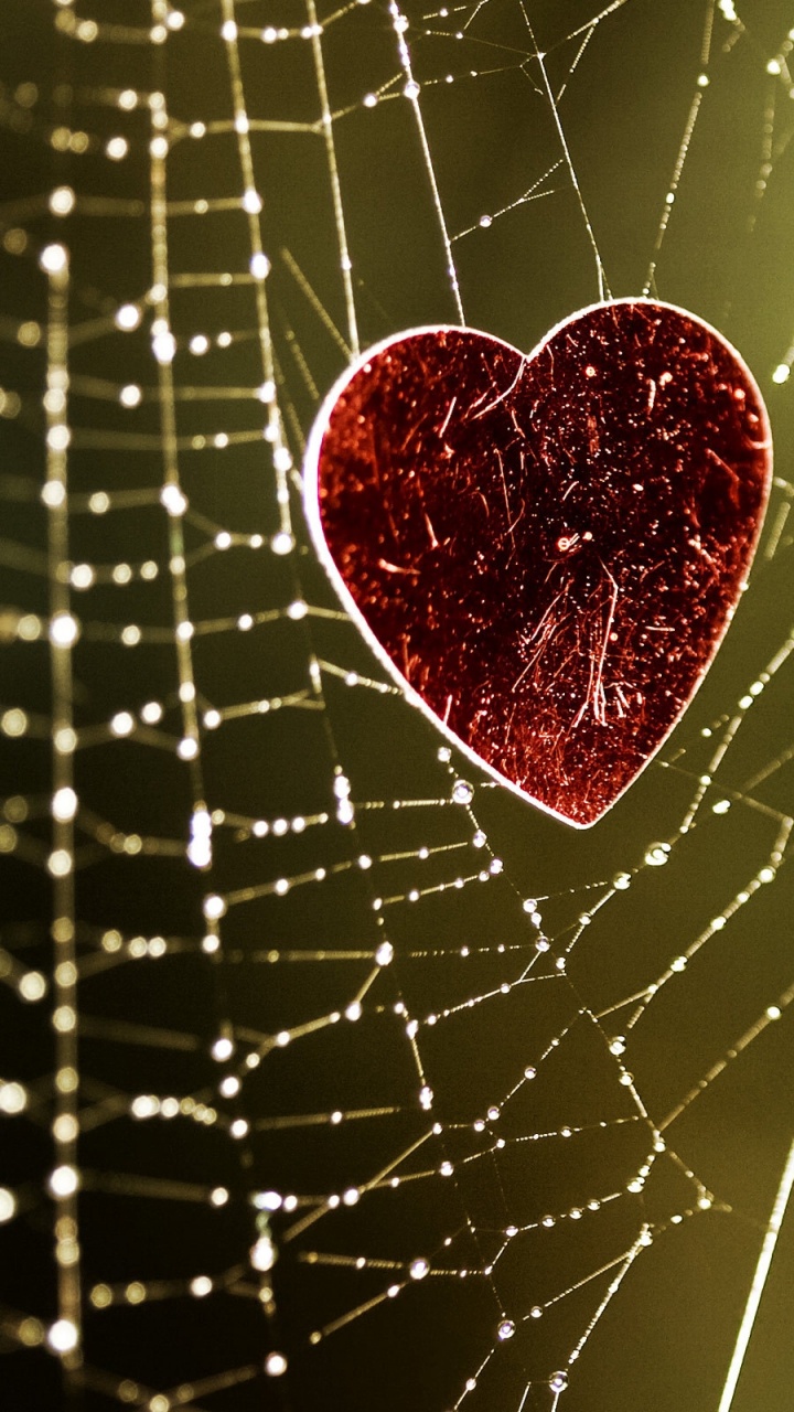Обои сердце, вода, паутина, любовь, влага в разрешении 720x1280