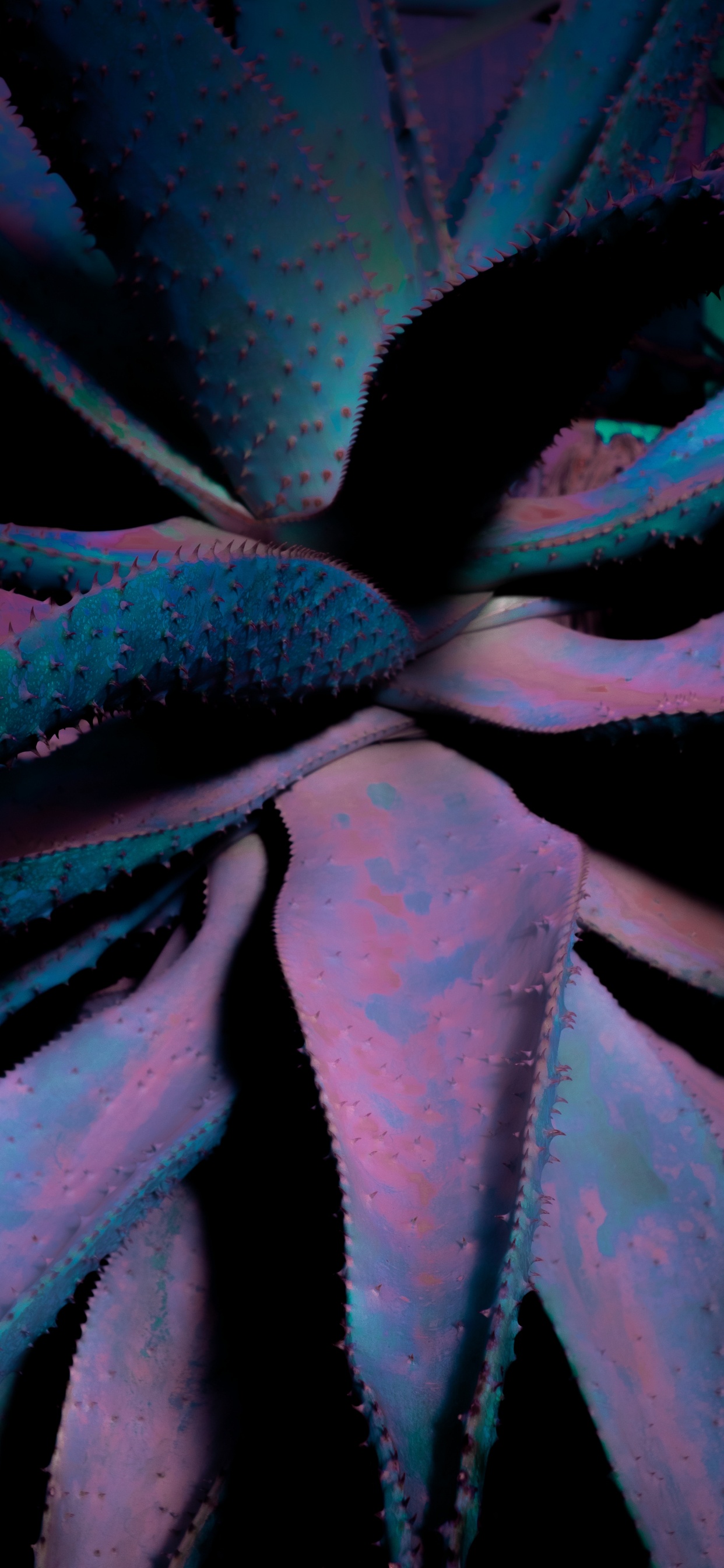 Обои крупный план, лист, суккулент, синий, цветок в разрешении 1242x2688