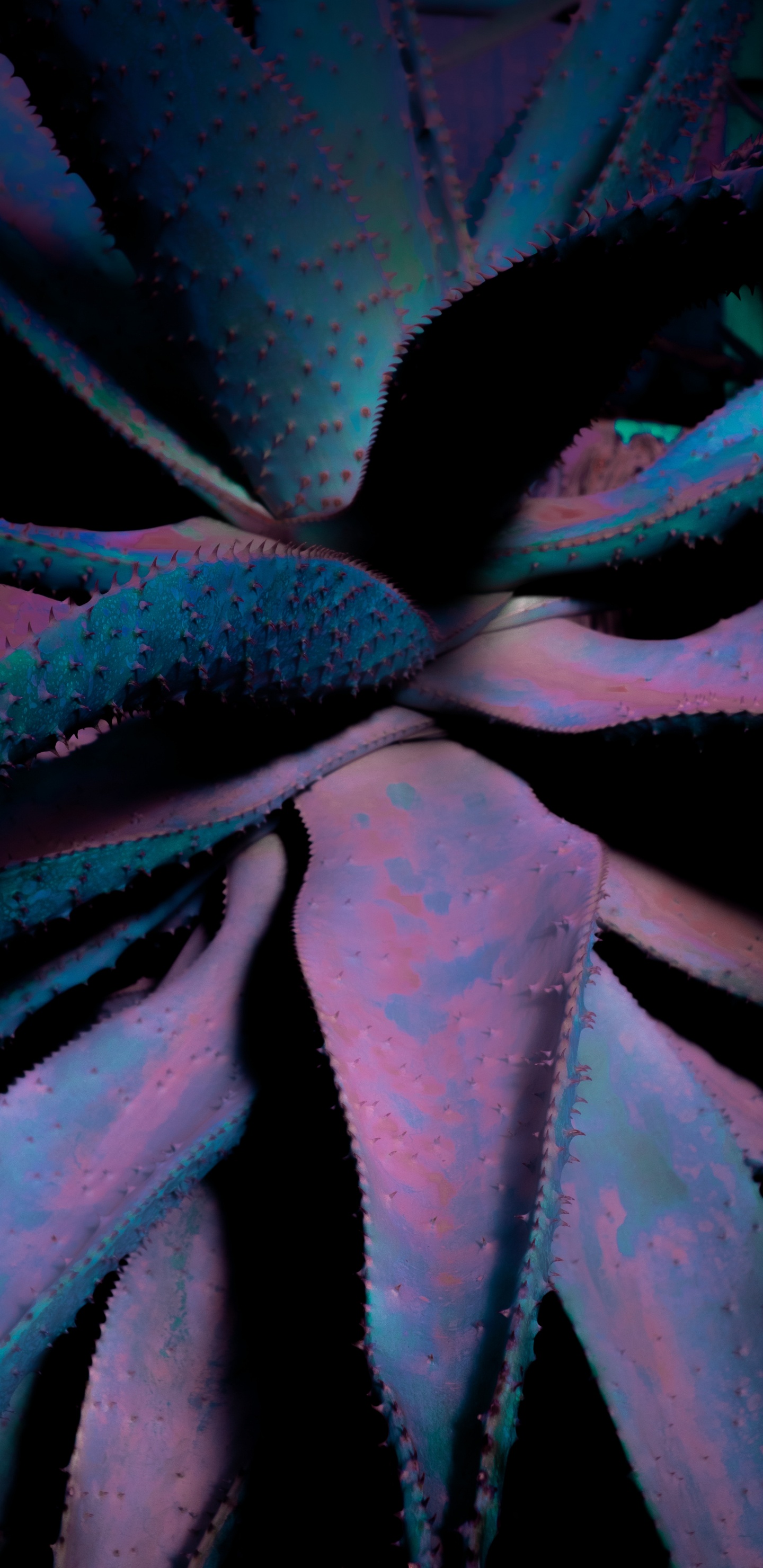 Обои крупный план, лист, суккулент, синий, цветок в разрешении 1440x2960