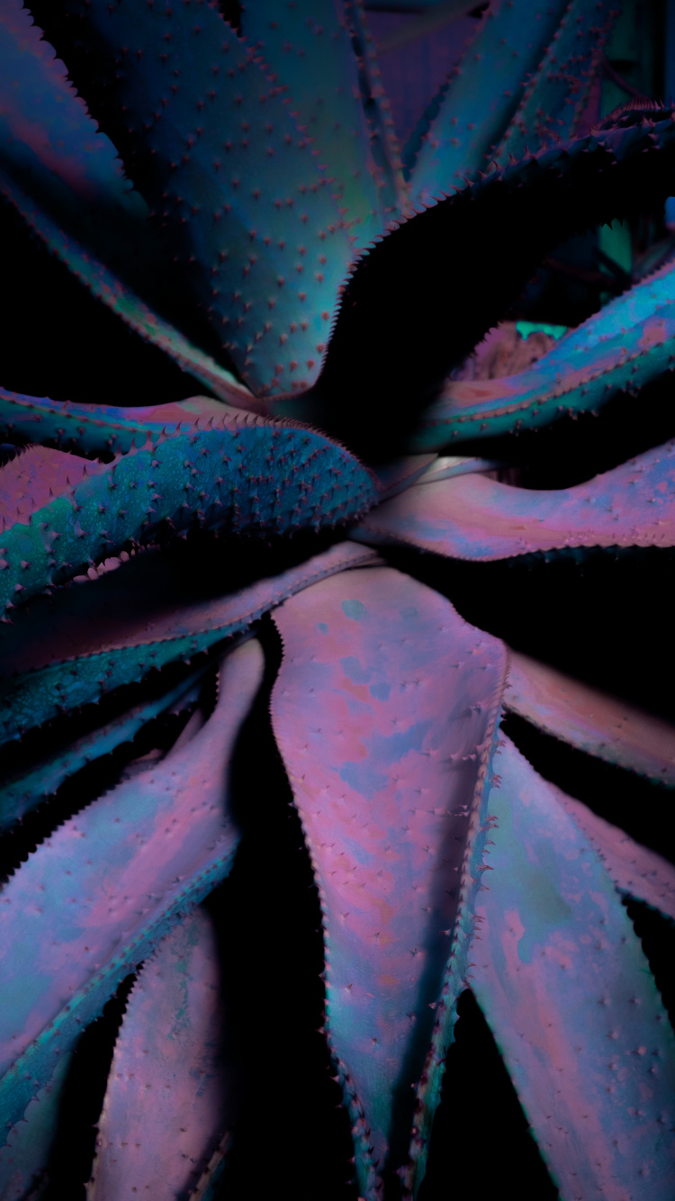 Обои крупный план, лист, суккулент, синий, цветок в разрешении 750x1334