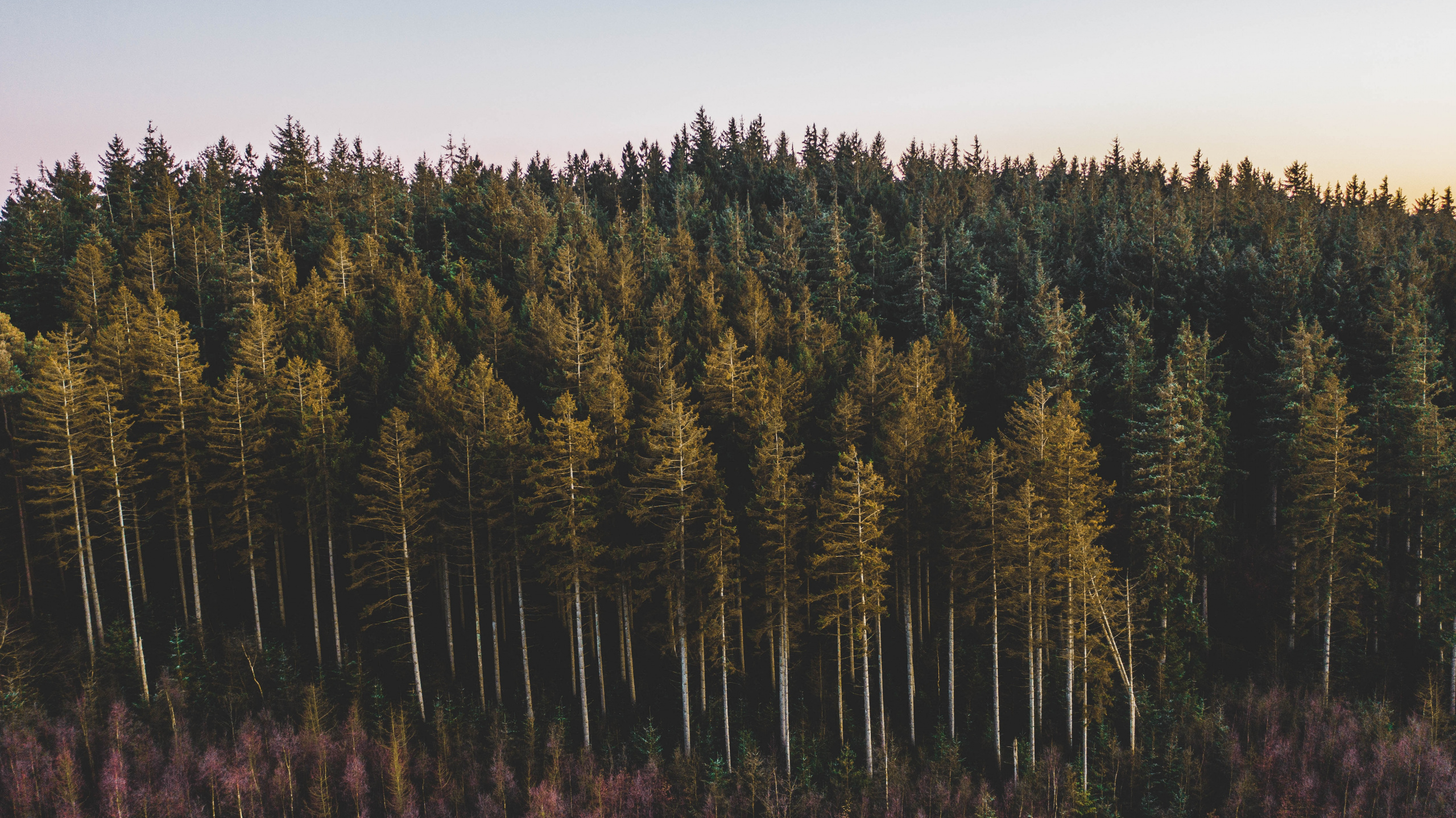 Обои дерево, лес, Lodgepole сосна, окружающая среда, дикая местность в разрешении 2560x1440