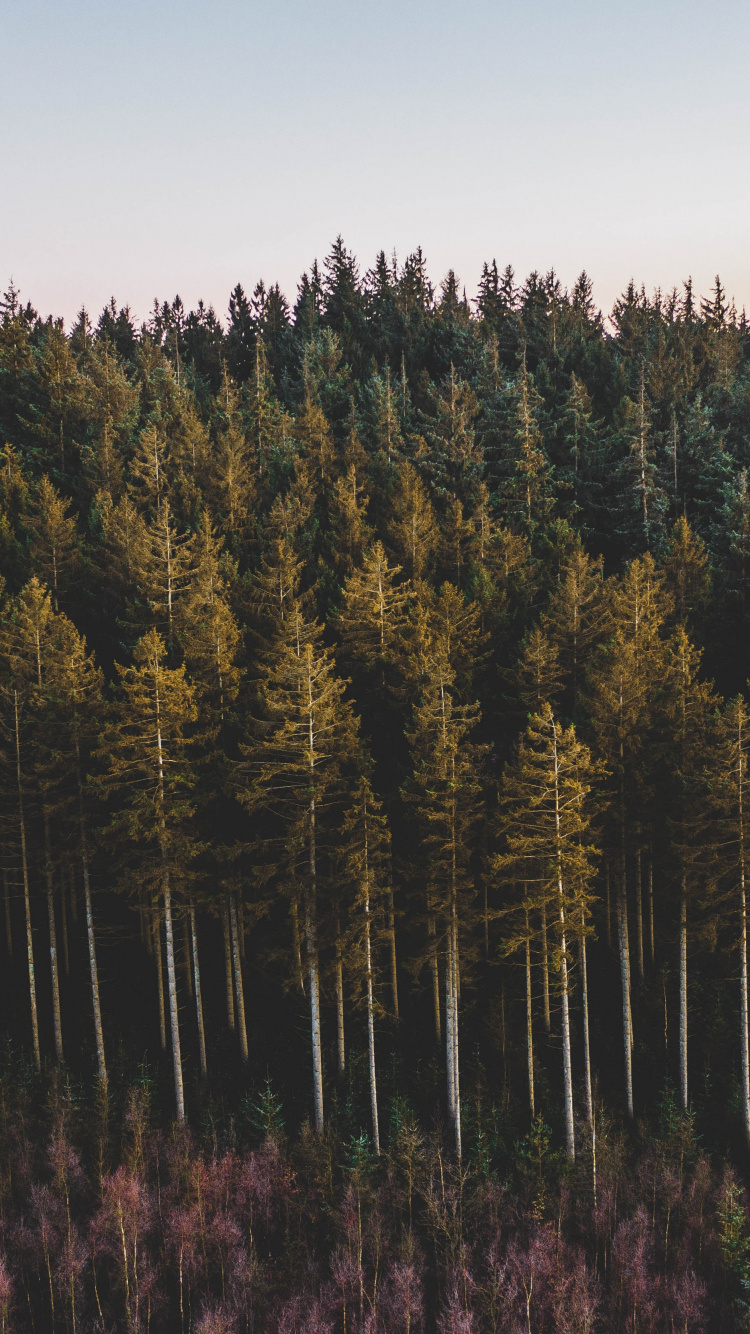 Обои дерево, лес, Lodgepole сосна, окружающая среда, дикая местность в разрешении 750x1334