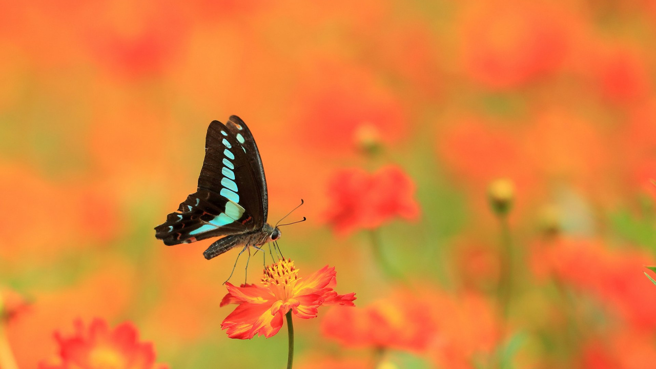 Обои нектар, бабочкамонарх, Borboleta, бабочка, насекомое в разрешении 1280x720