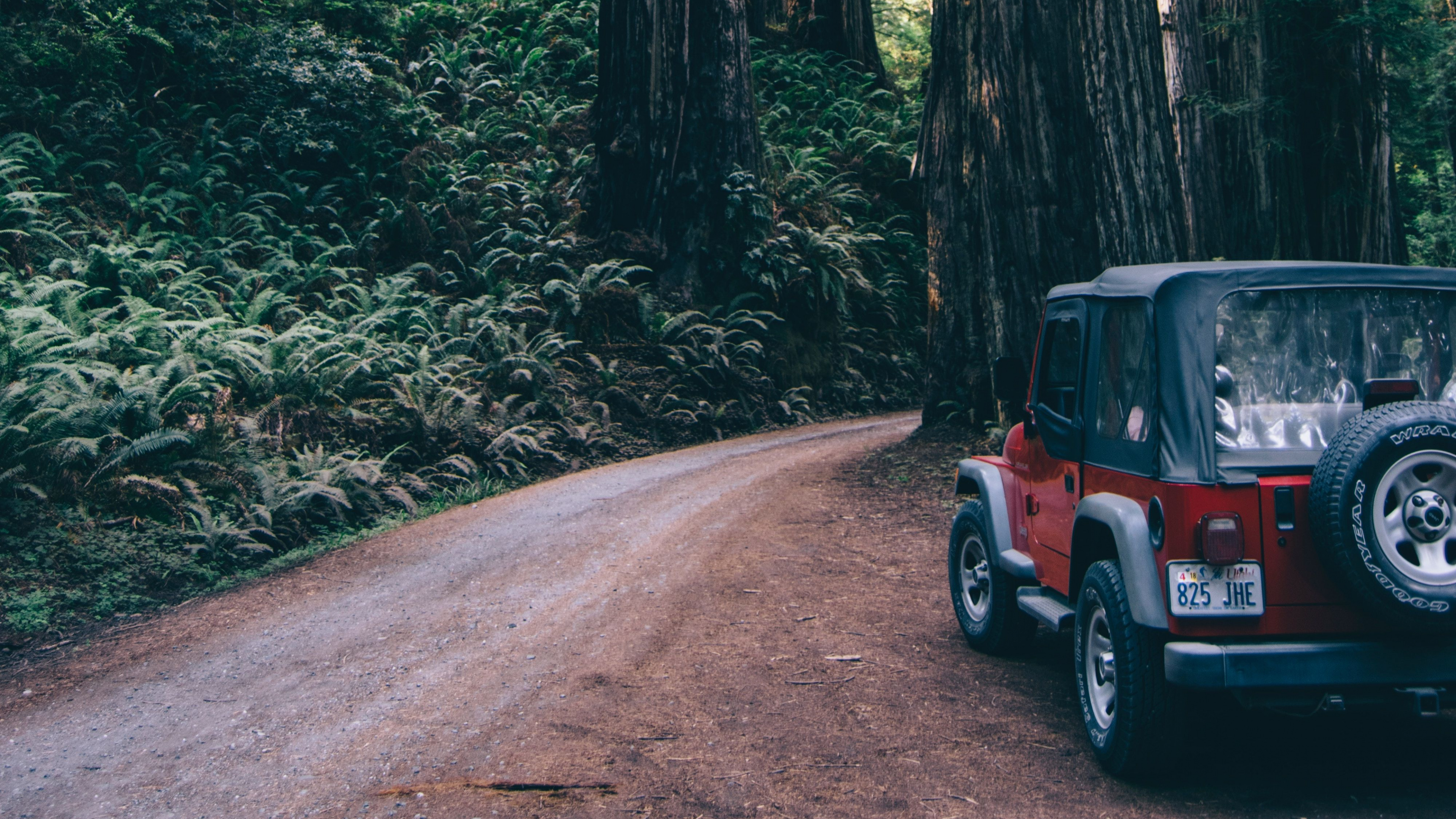 Обои дерево, лес, окружающая среда, старовозрастные леса, природа в разрешении 3840x2160