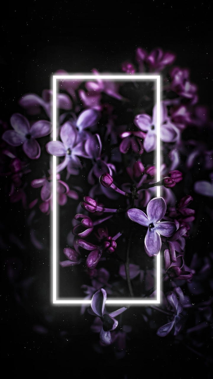 Обои сирень, цветок, пурпур, растение, лепесток в разрешении 720x1280