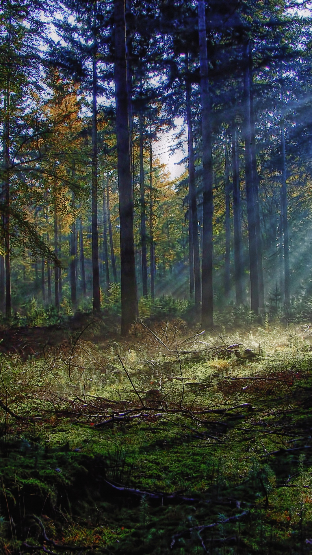 Обои лес, лесистая местность, природа, старовозрастные леса, Papel де parede Флореста в разрешении 1080x1920