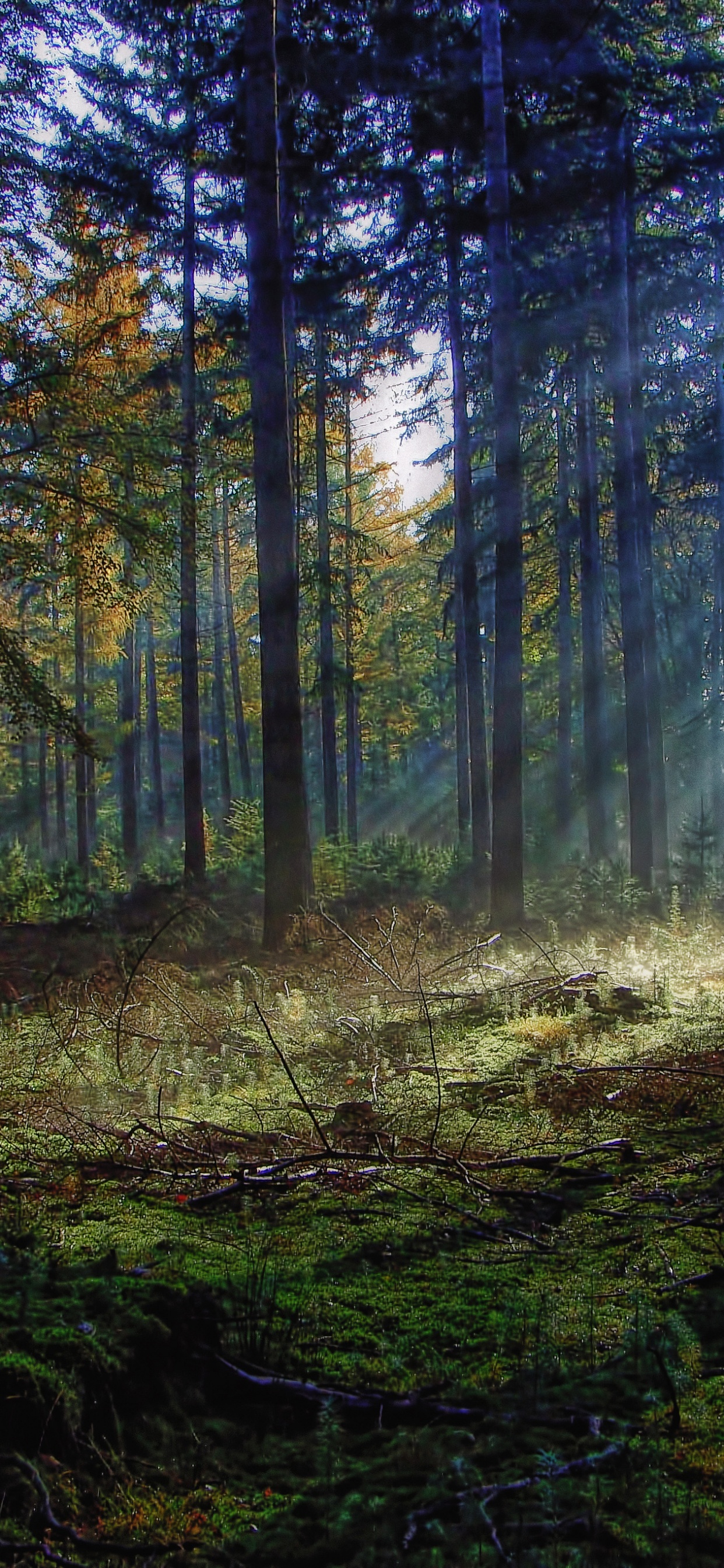 Обои лес, лесистая местность, природа, старовозрастные леса, Papel де parede Флореста в разрешении 1242x2688