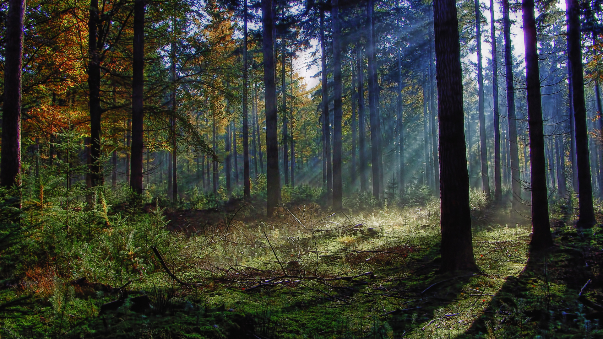Обои лес, лесистая местность, природа, старовозрастные леса, Papel де parede Флореста в разрешении 1920x1080