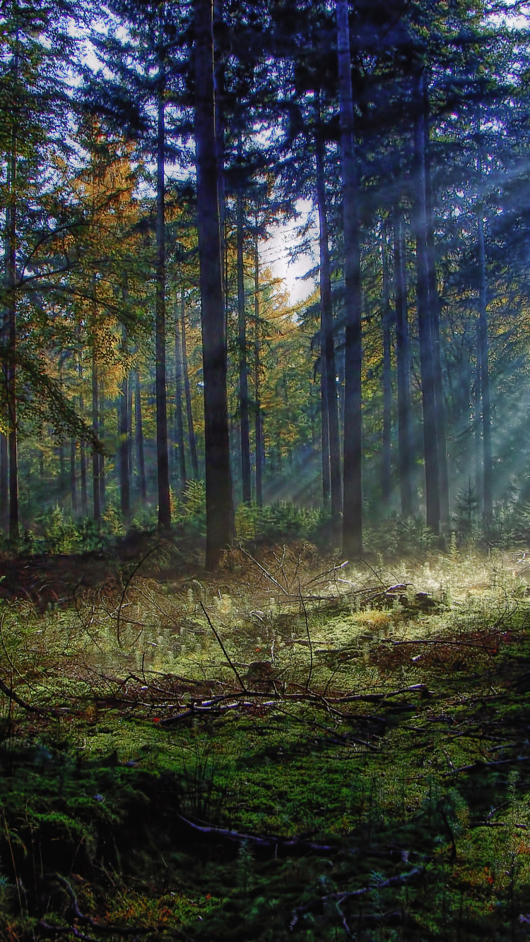 Обои лес, лесистая местность, природа, старовозрастные леса, Papel де parede Флореста в разрешении 750x1334