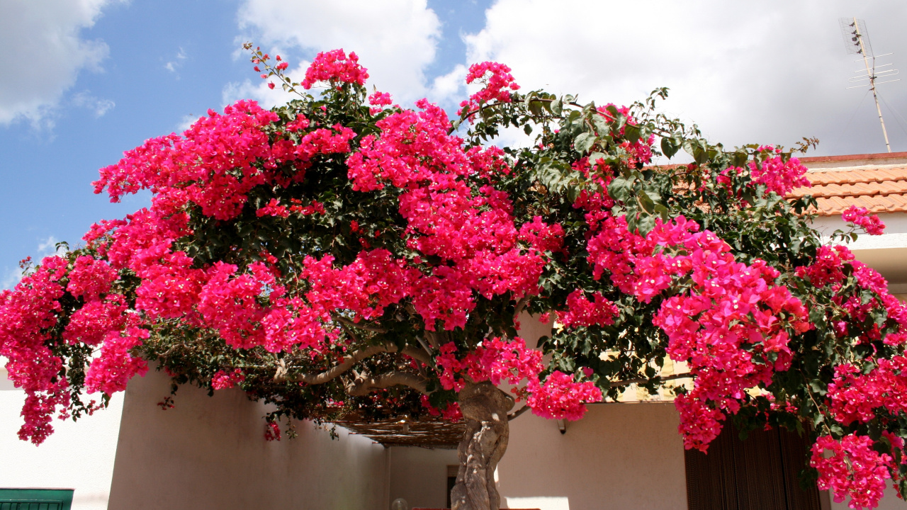 Обои бугенвилия, дерево, розовый, весна, цветковое растение в разрешении 1280x720