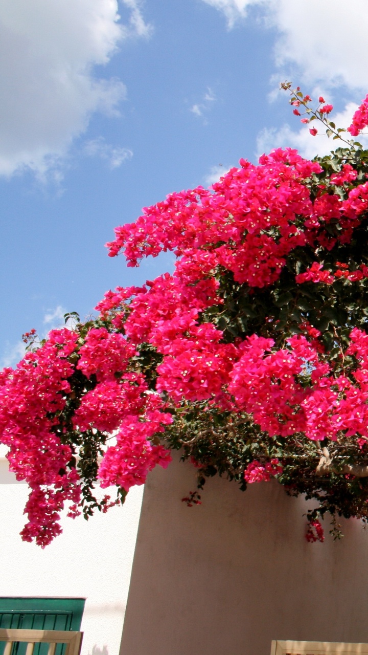 Обои бугенвилия, дерево, розовый, весна, цветковое растение в разрешении 720x1280