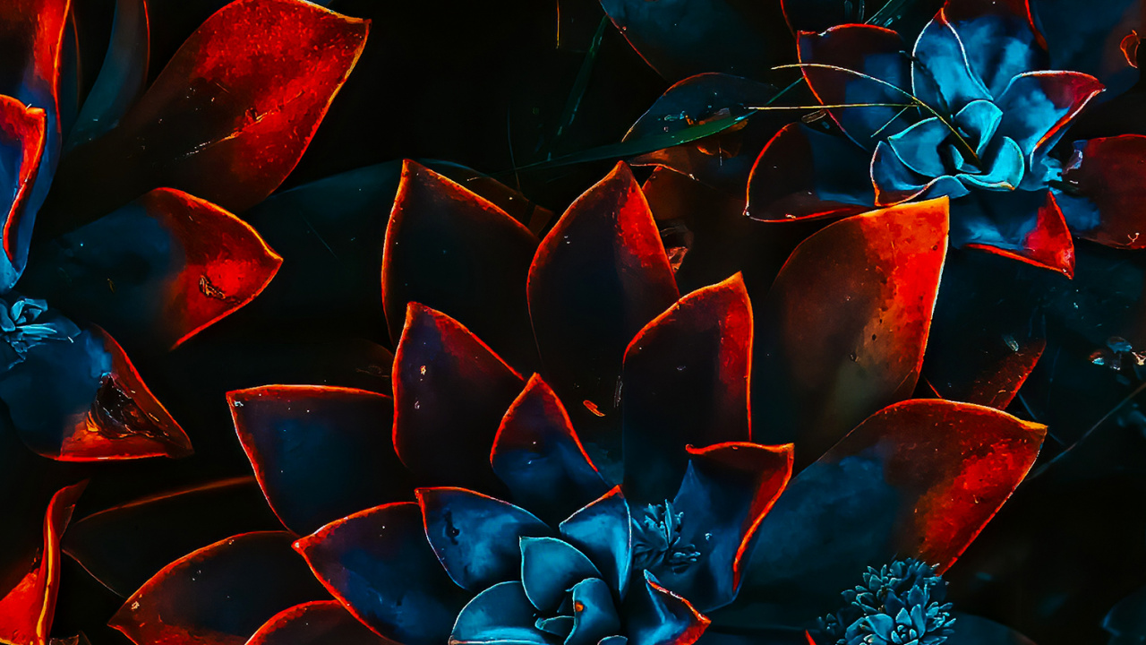 Обои цветовая схема, цветок, растение, лепесток, арт в разрешении 1280x720