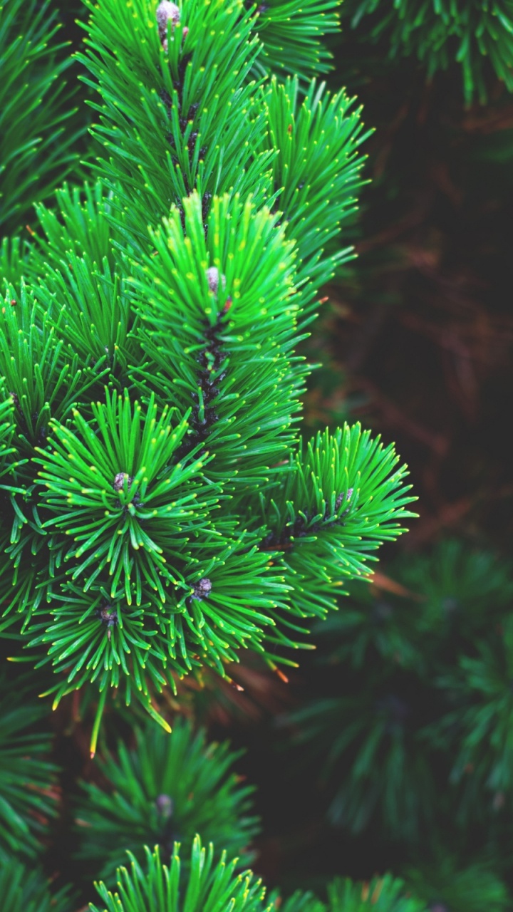 Обои дерево, Хвойные, вечнозеленое растение, растительность, биом в разрешении 720x1280