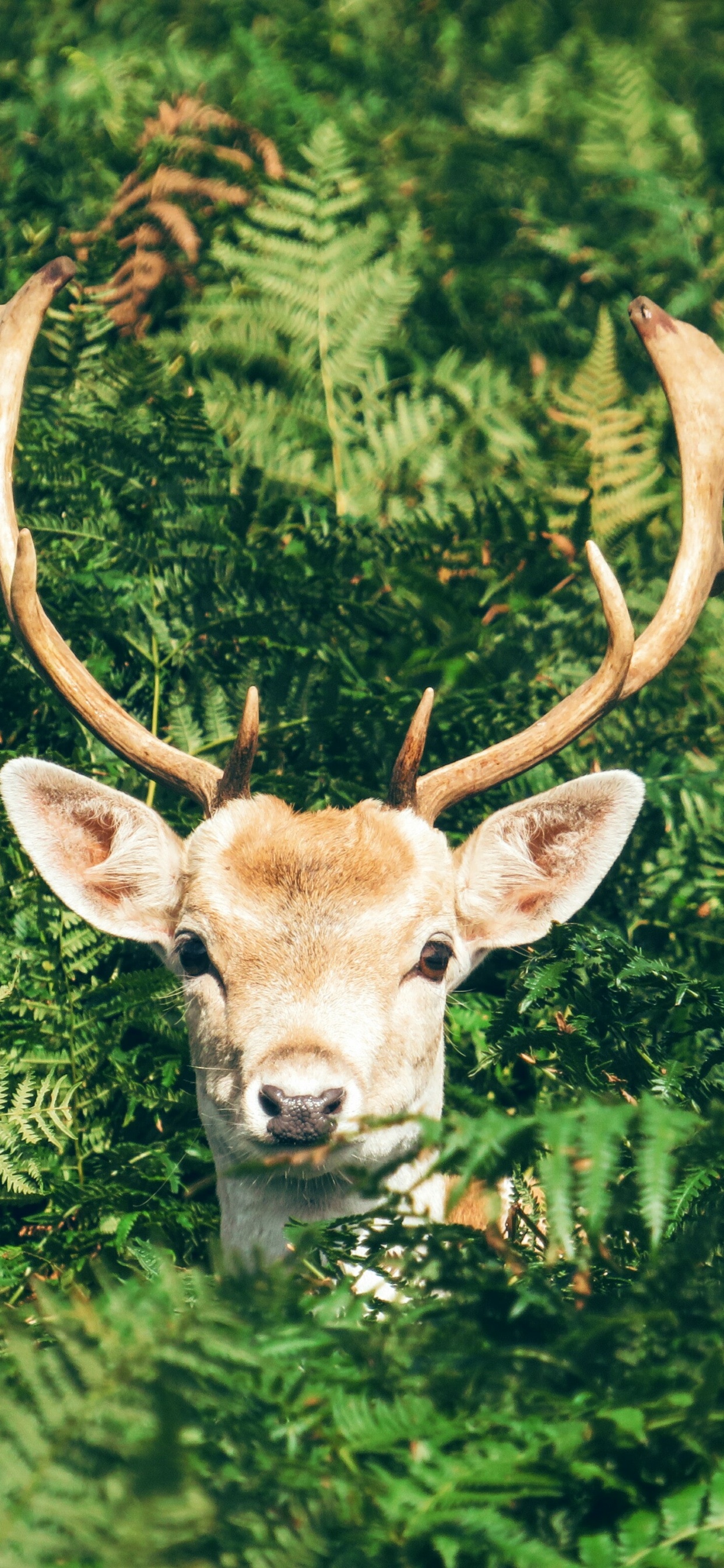 Обои растения животные, олень, европейская лань, косуля, олений рог в разрешении 1242x2688