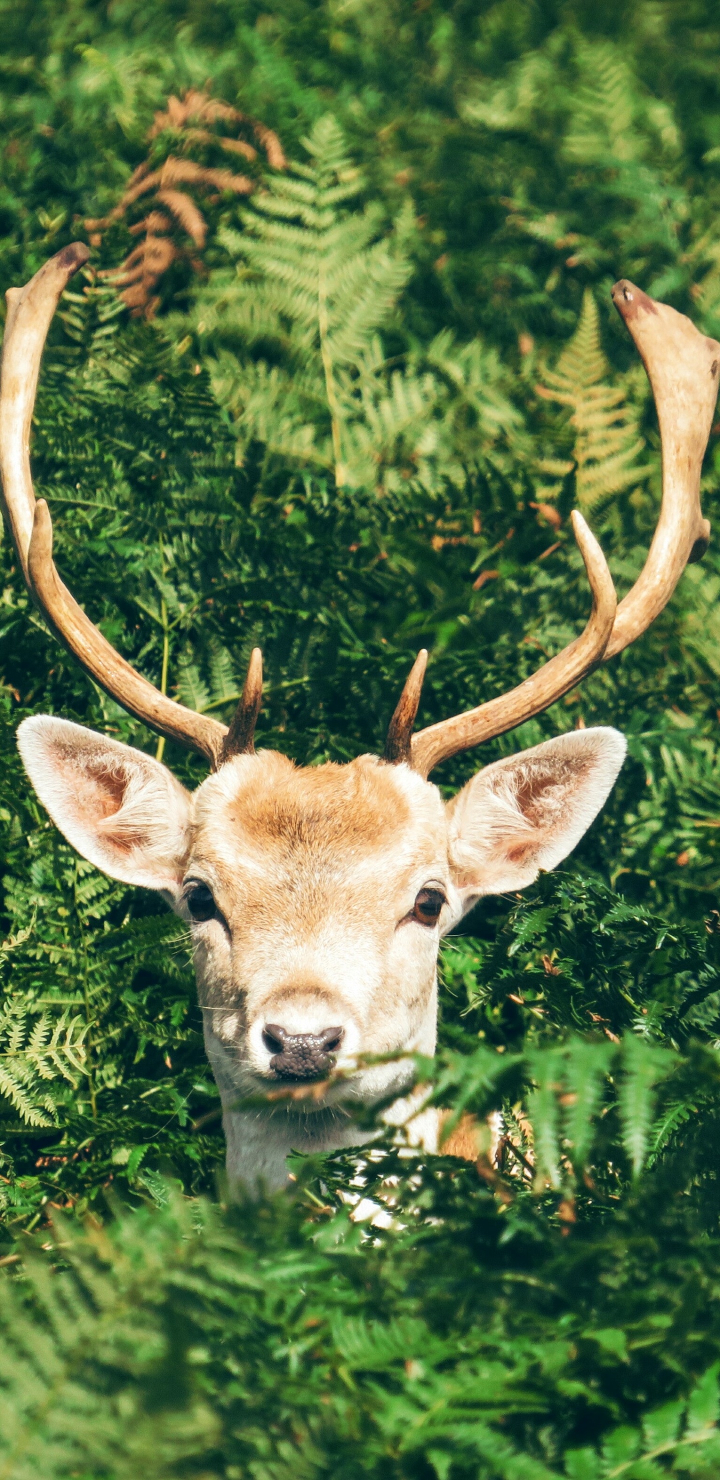 Обои растения животные, олень, европейская лань, косуля, олений рог в разрешении 1440x2960