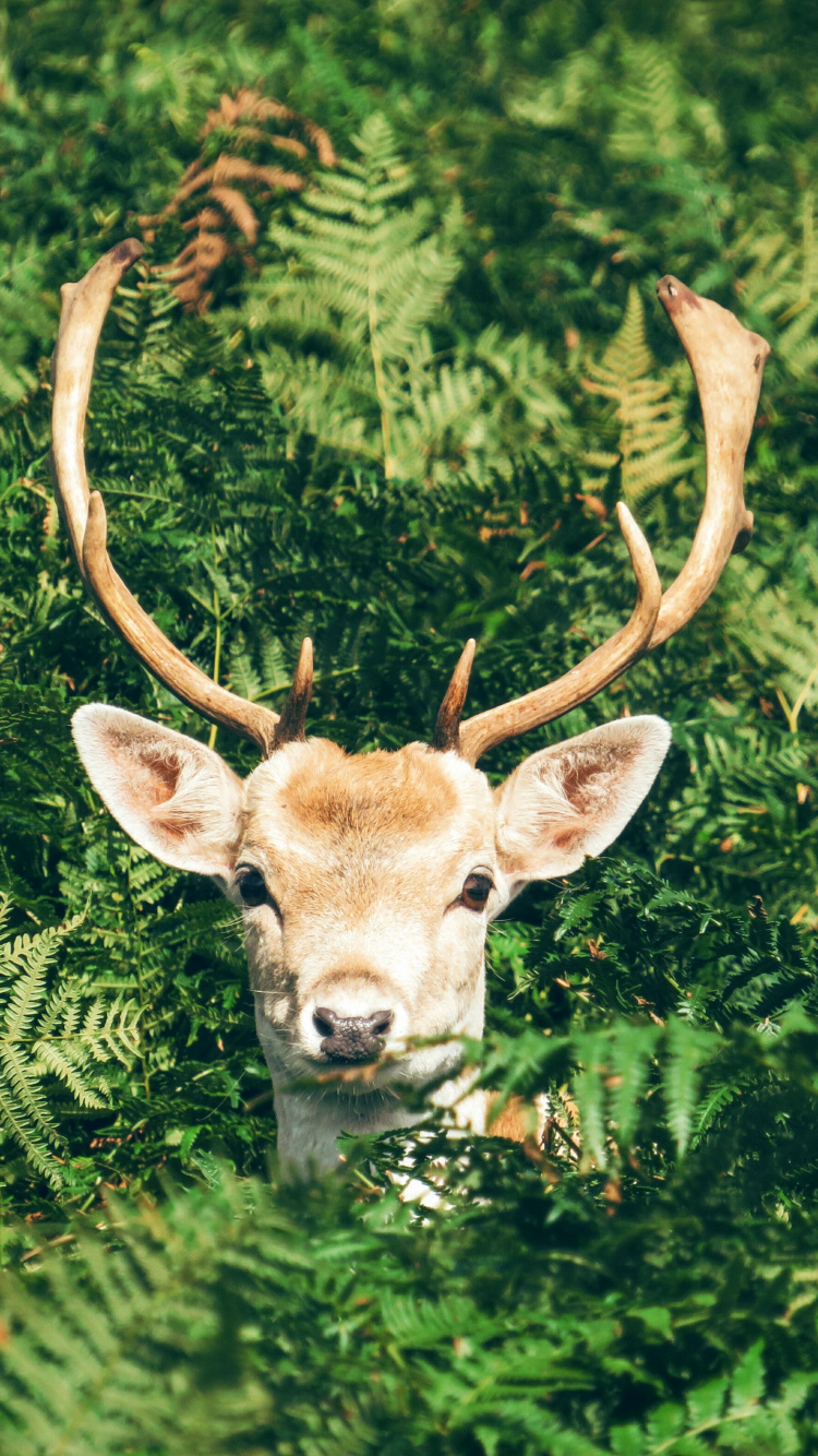 Обои растения животные, олень, европейская лань, косуля, олений рог в разрешении 750x1334