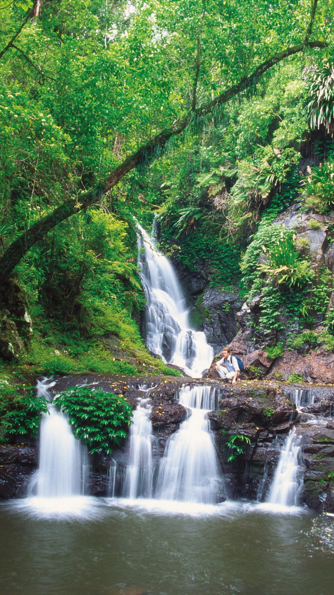 Обои Тропические Леса Гондваны, тропические леса, водопад, гидроресурсы, водоем в разрешении 1080x1920