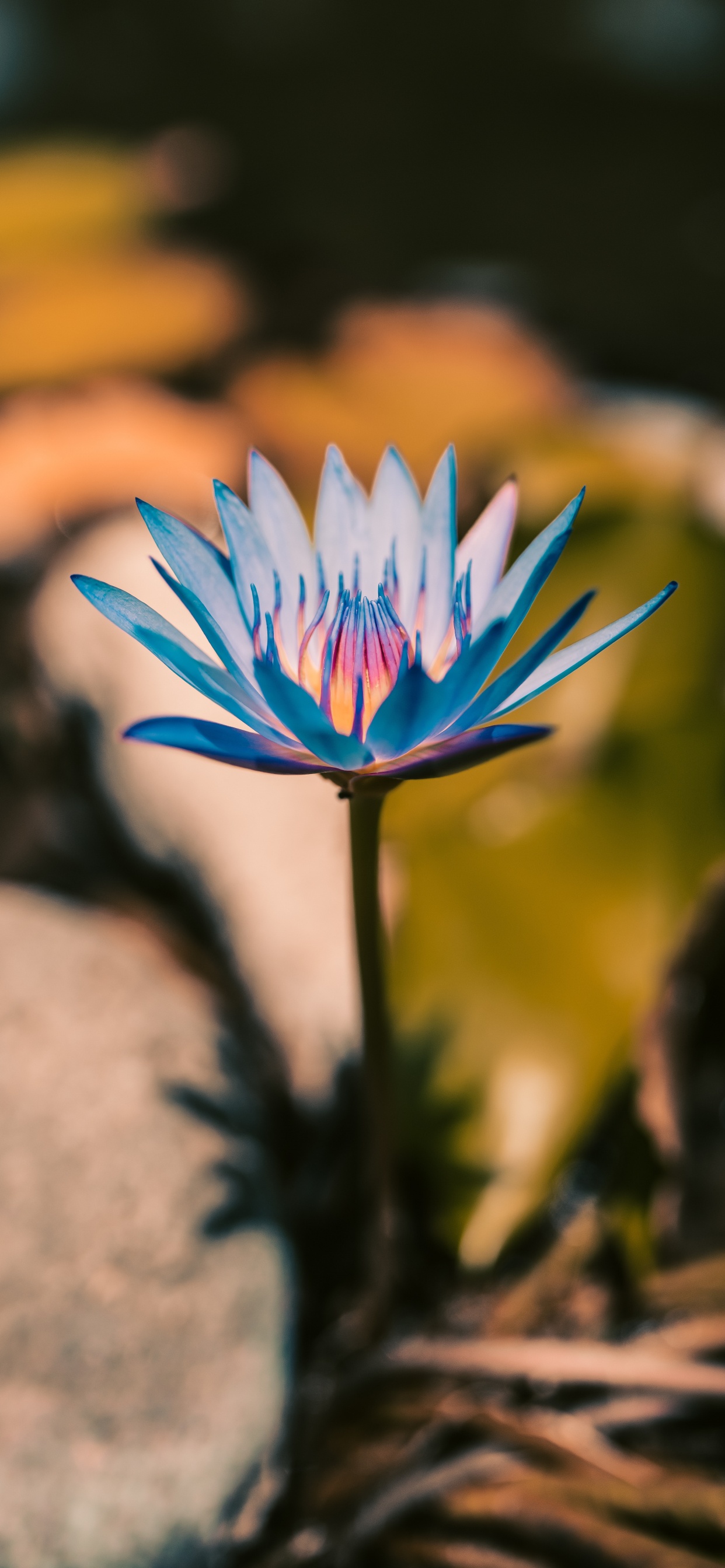 Обои цветок, лепесток, растение, водное растение, ботаники в разрешении 1242x2688