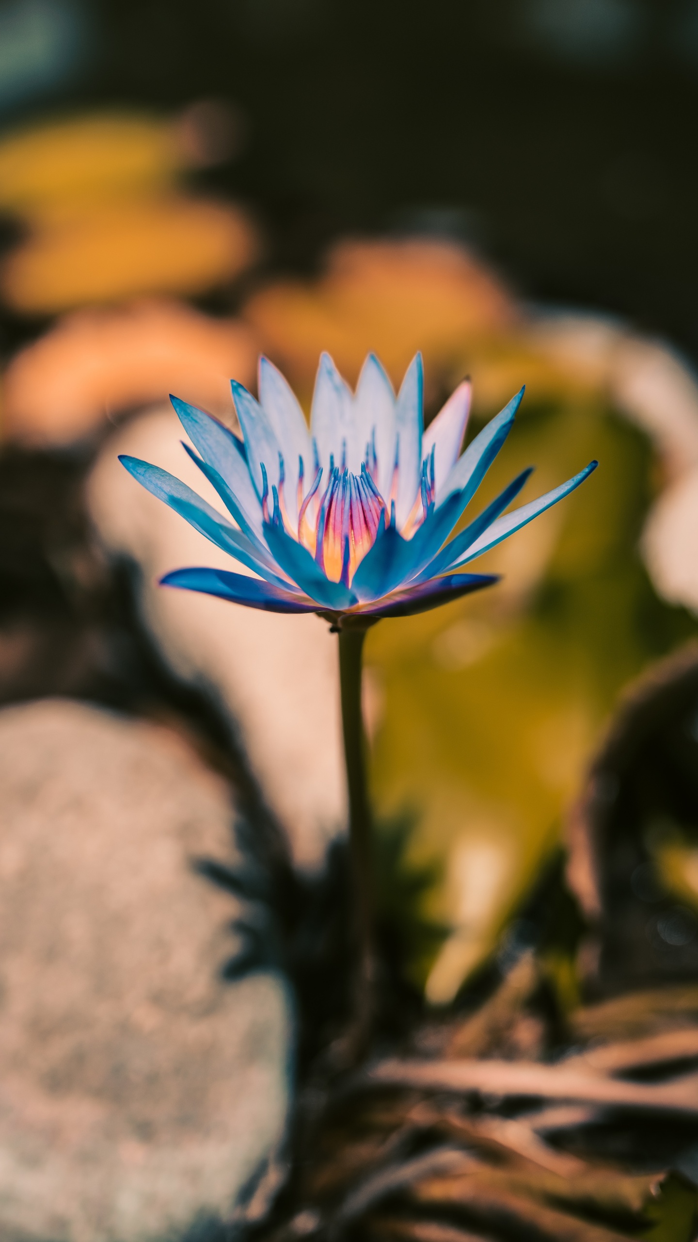 Обои цветок, лепесток, растение, водное растение, ботаники в разрешении 1440x2560