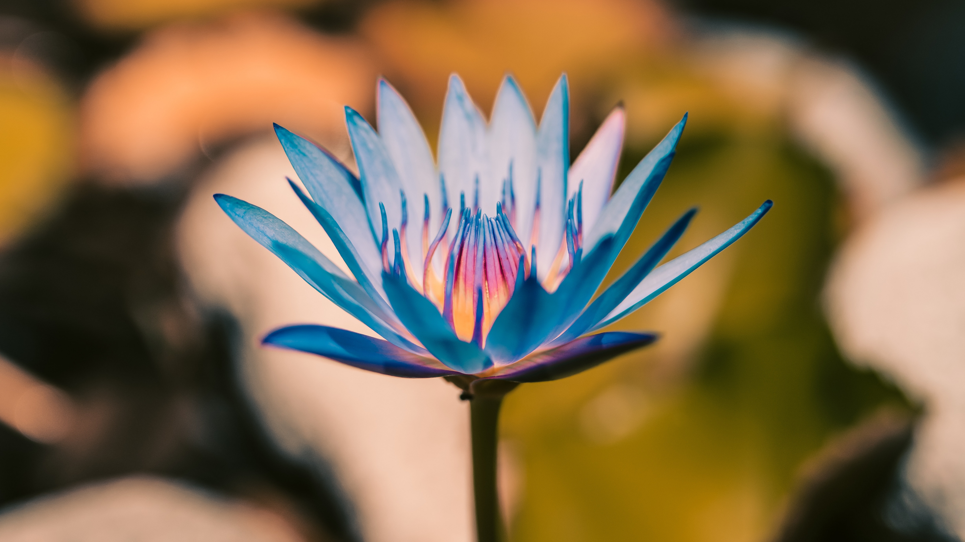 Обои цветок, лепесток, растение, водное растение, ботаники в разрешении 3840x2160