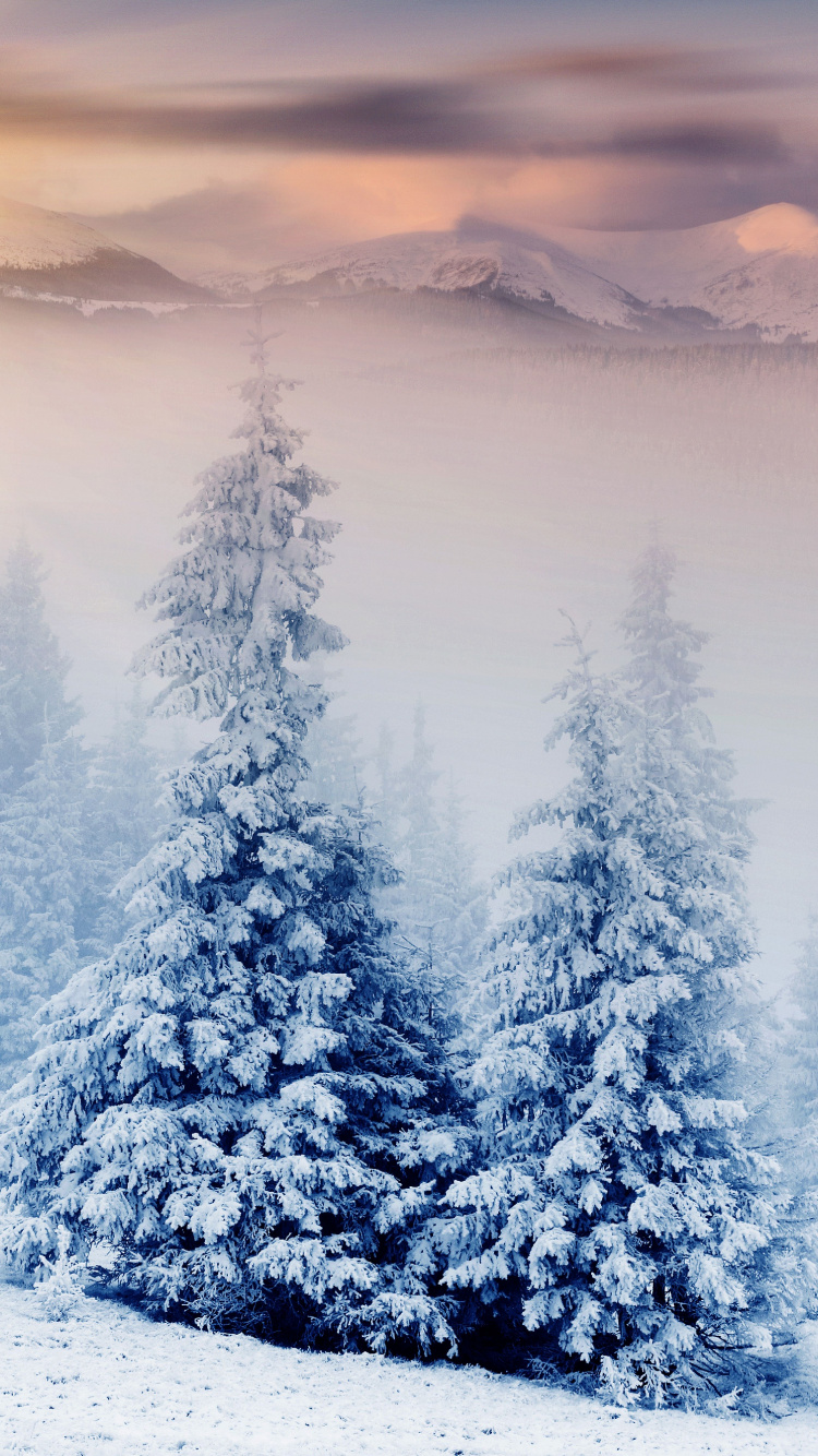 Обои снег, дерево, зима, замораживание, мороз в разрешении 750x1334