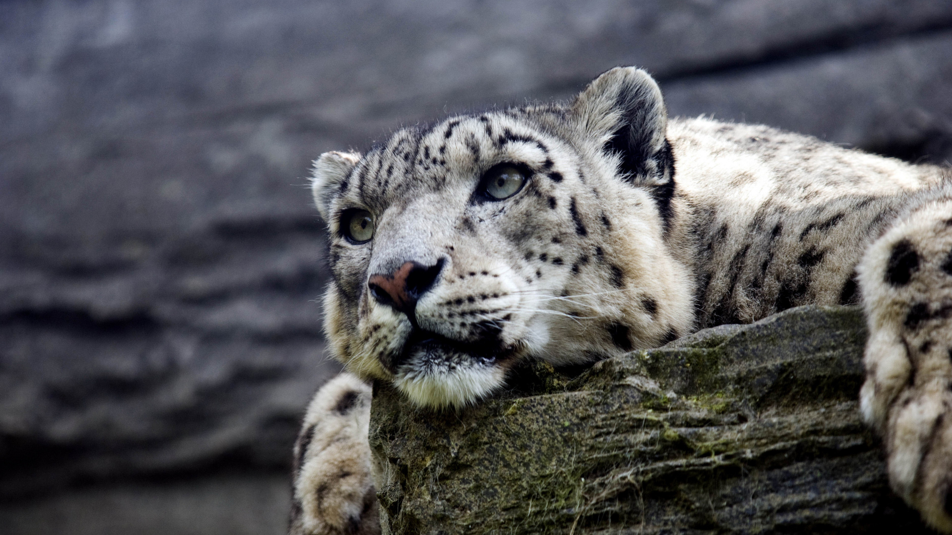 Обои Марвелл дикой природы, Леопард, снежный Барс, кот, большая кошка в разрешении 1920x1080