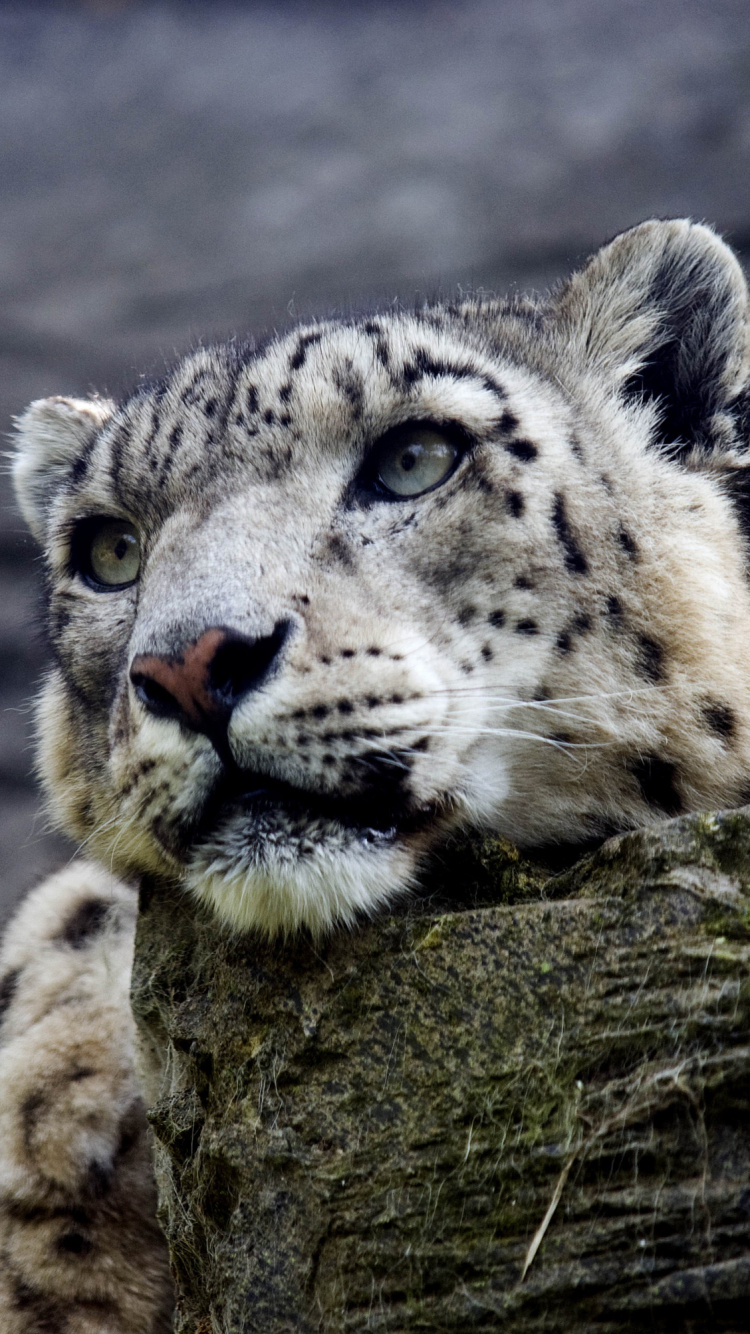 Обои Марвелл дикой природы, Леопард, снежный Барс, кот, большая кошка в разрешении 750x1334