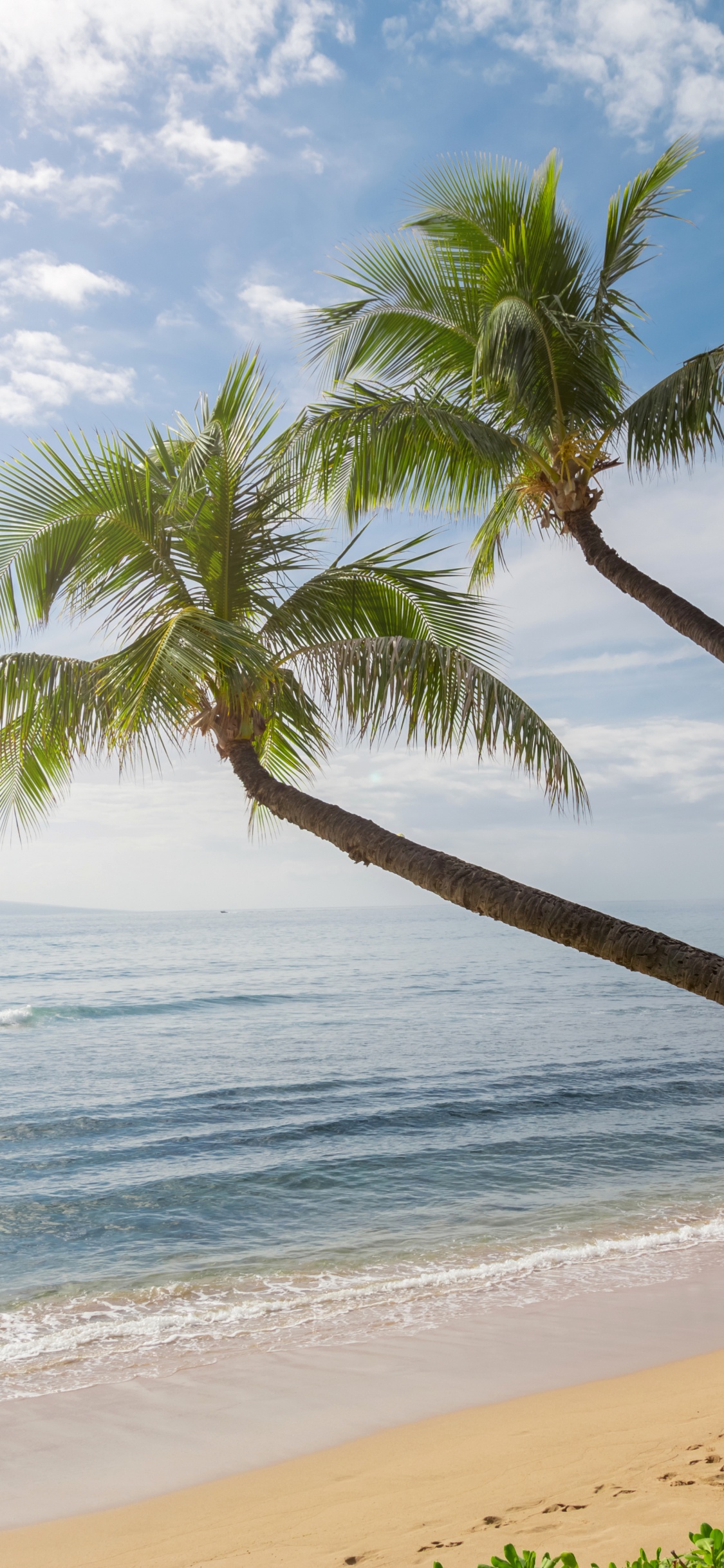 Обои волны океан песок пальмы, пальмовые рощи, Гавайи, побережье, океан в разрешении 1125x2436