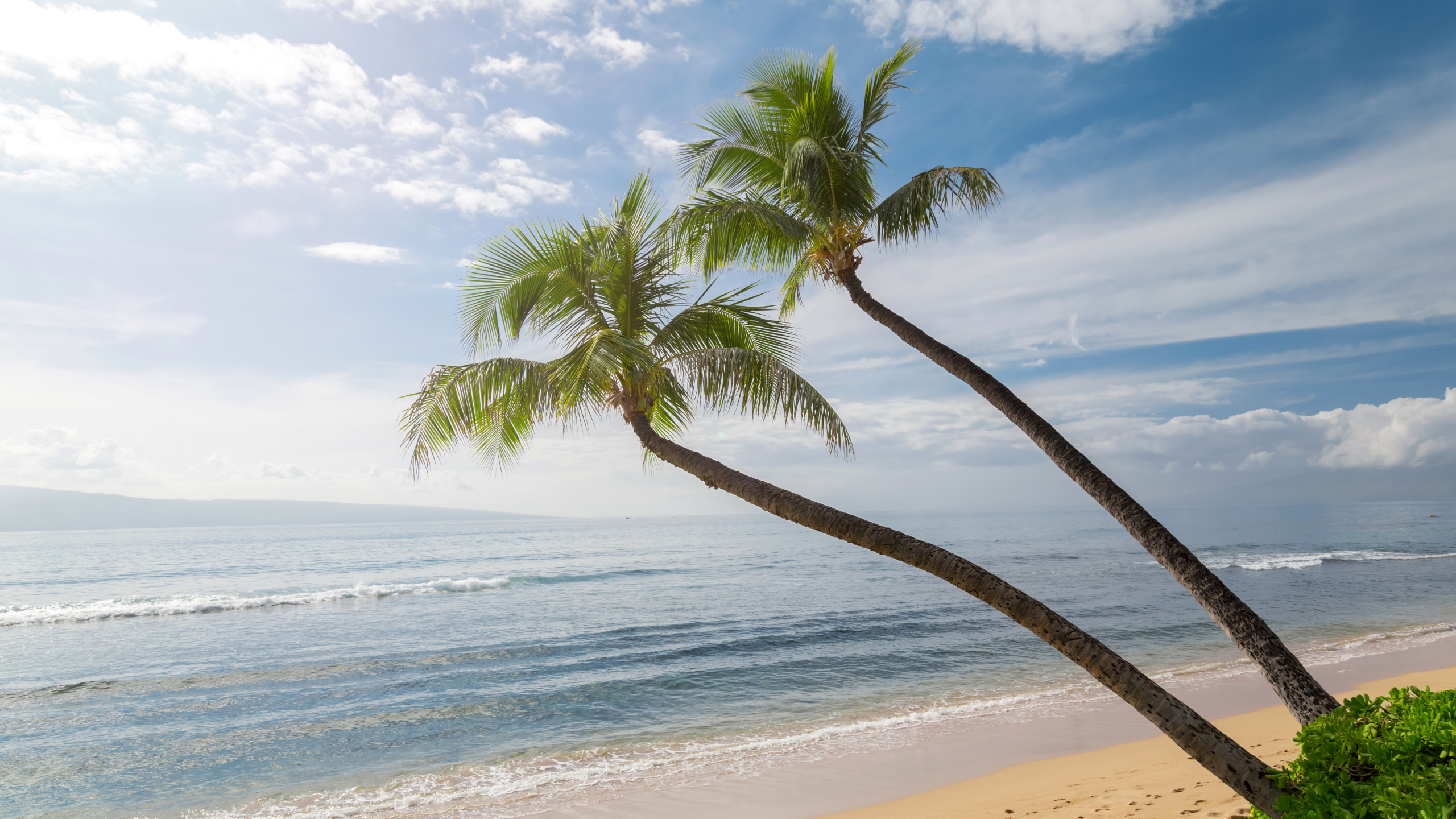 Обои волны океан песок пальмы, пальмовые рощи, Гавайи, побережье, океан в разрешении 2560x1440