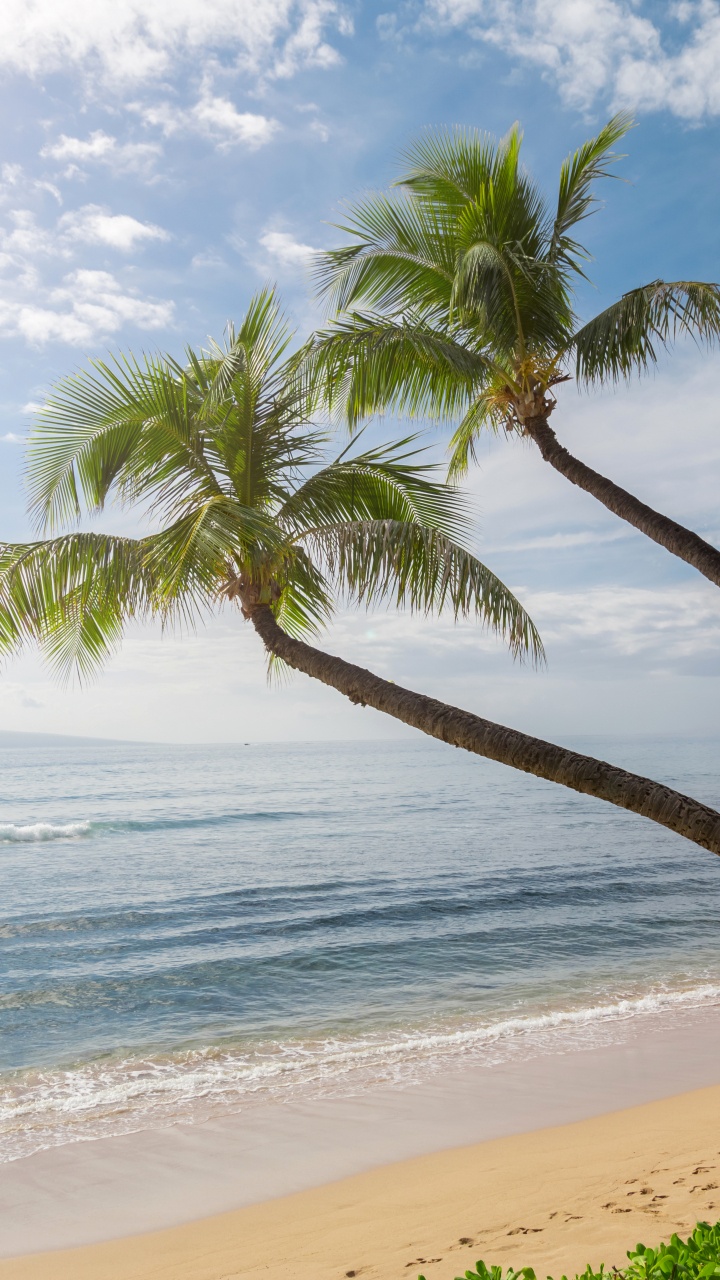 Обои волны океан песок пальмы, пальмовые рощи, Гавайи, побережье, океан в разрешении 720x1280