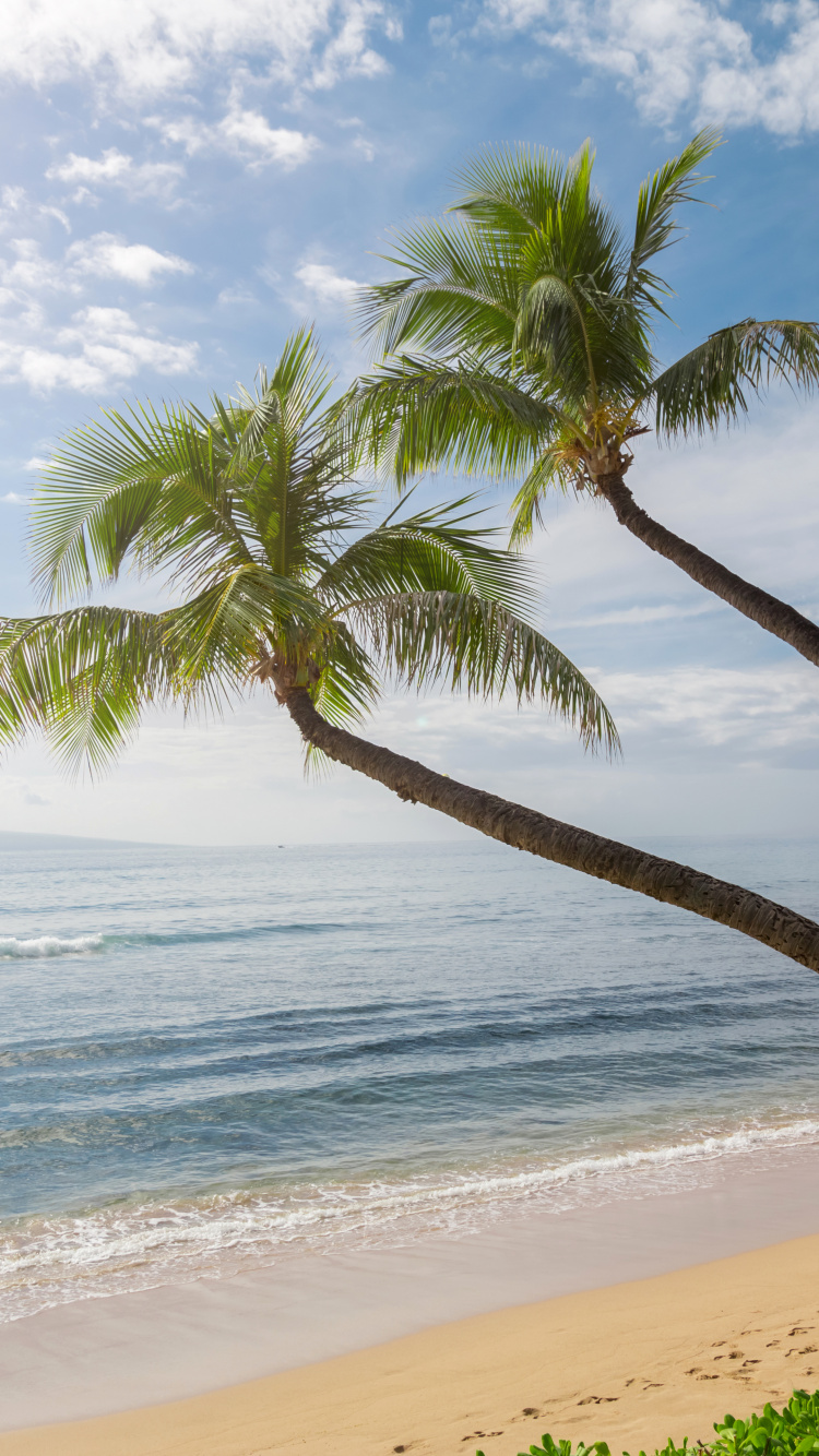 Обои волны океан песок пальмы, пальмовые рощи, Гавайи, побережье, океан в разрешении 750x1334
