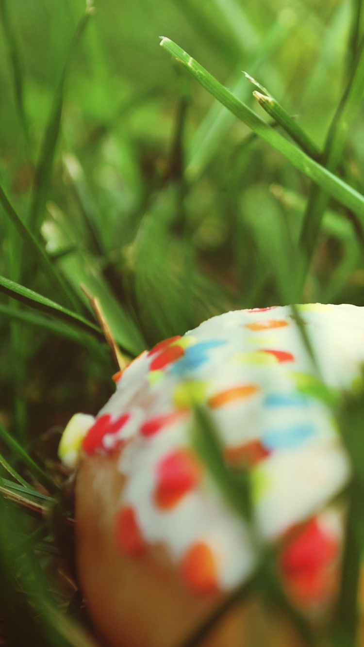 Обои пончик, семейство травы, весна, растение, луг в разрешении 750x1334