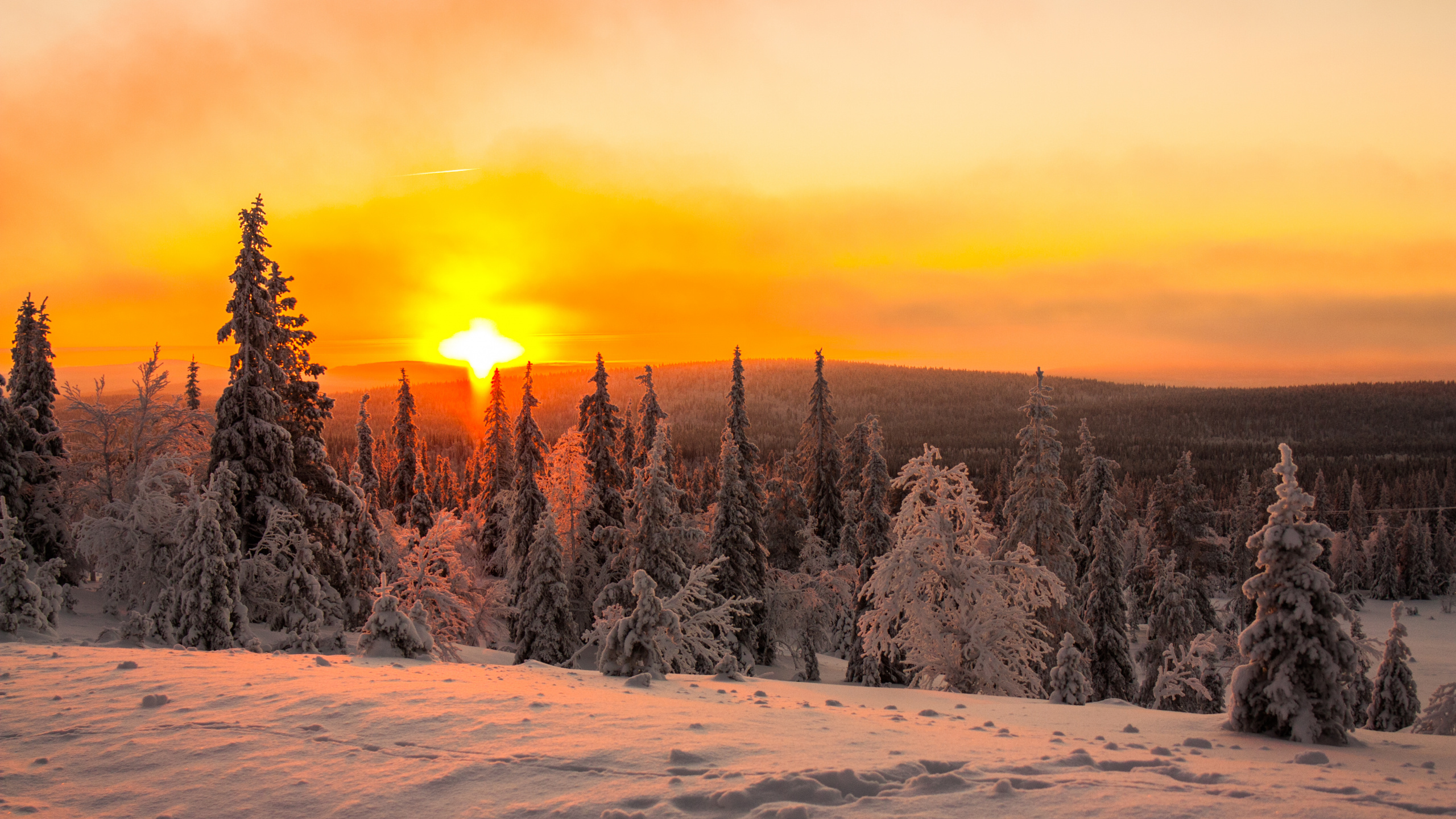 Обои закат, снег, природа, зима, дерево в разрешении 2560x1440