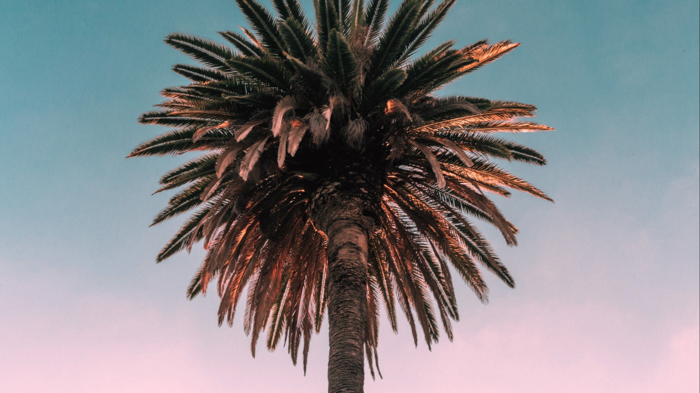 Обои пальмовые рощи, дерево, Пальма, растение, borassus flabellifer в разрешении 1366x768