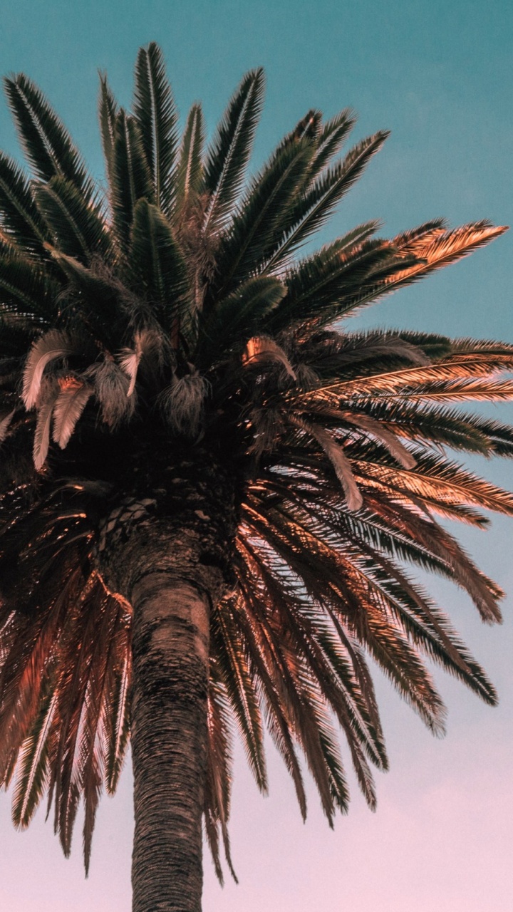 Обои пальмовые рощи, дерево, Пальма, растение, borassus flabellifer в разрешении 720x1280