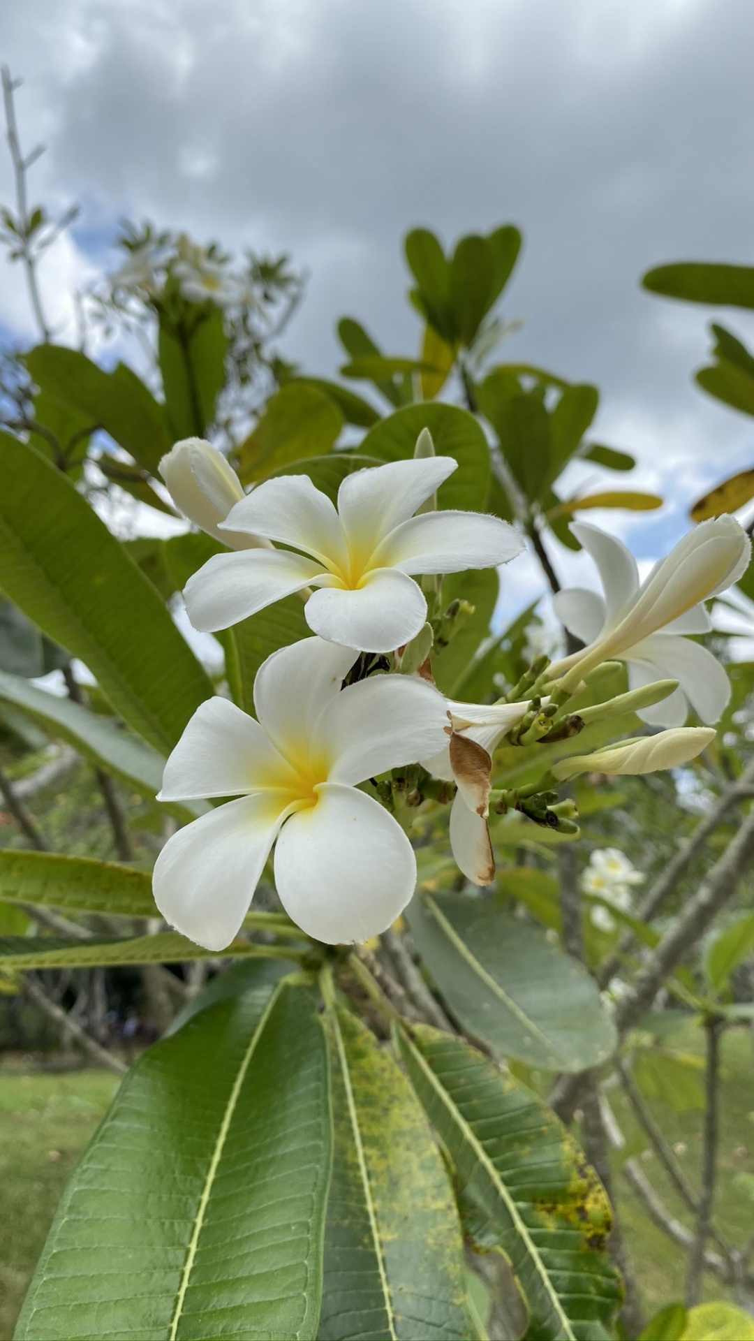 Обои Флора, физика, наука, дневное время, лепесток в разрешении 1080x1920