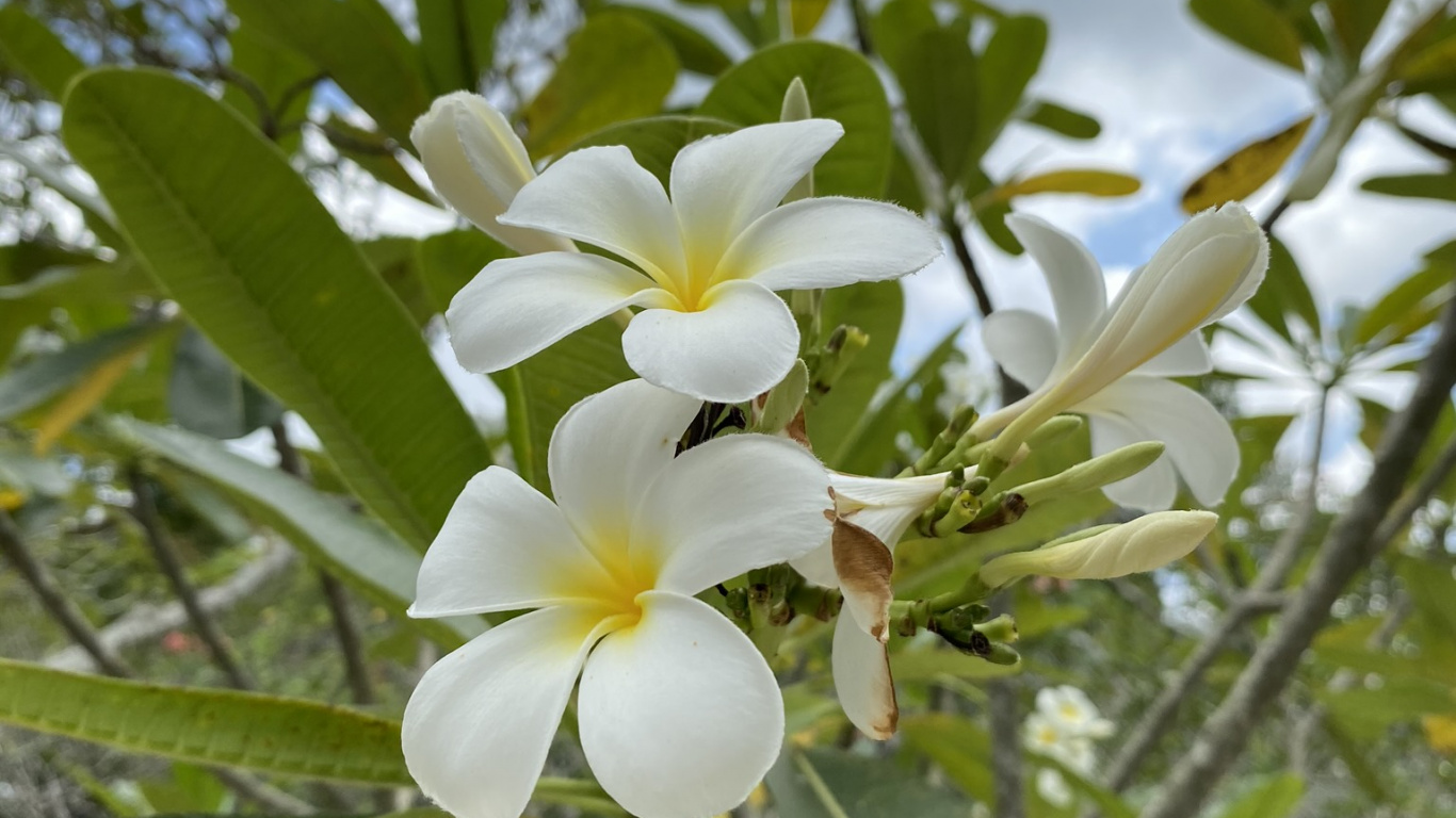 Обои Флора, физика, наука, дневное время, лепесток в разрешении 1366x768