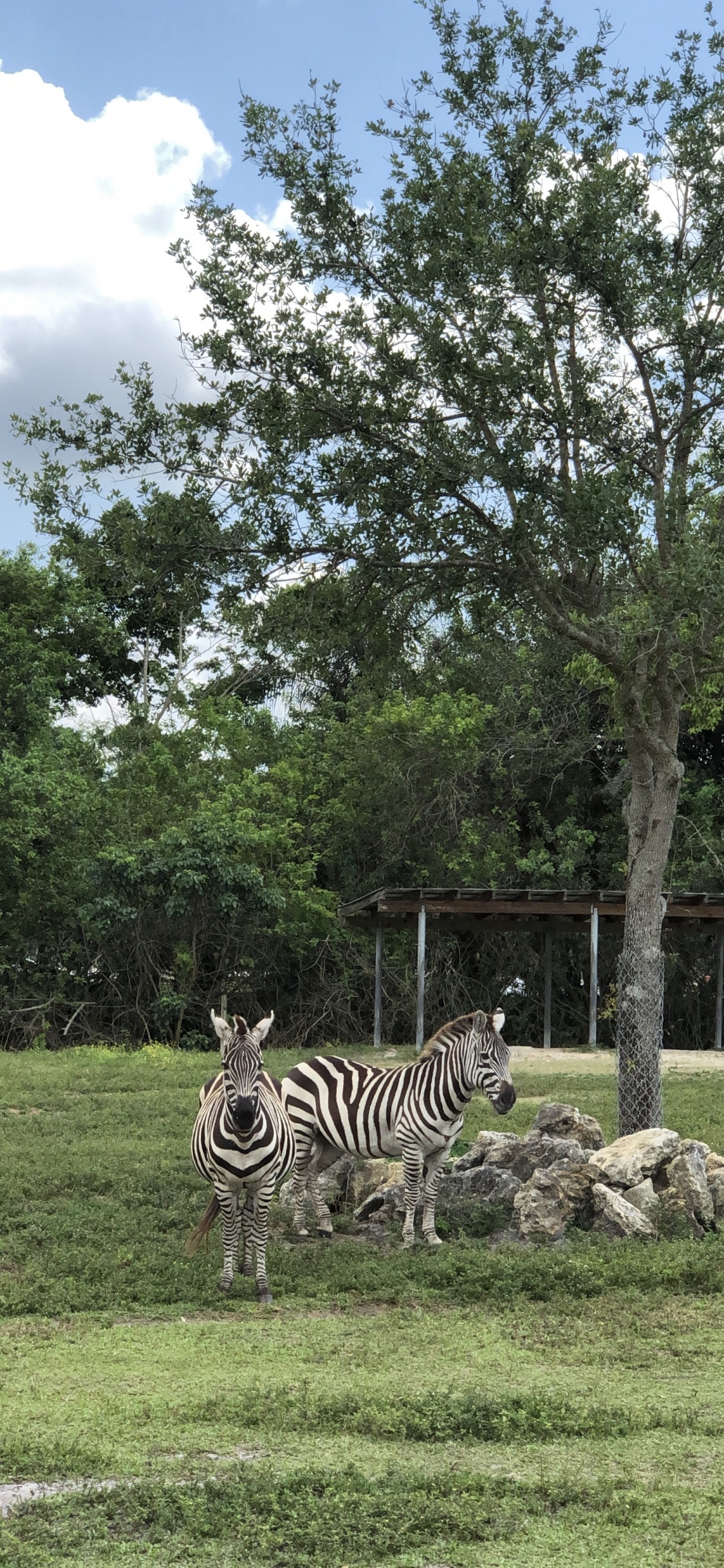 Обои дерево, растительное сообщество, сенокосное угодье, биология, наука в разрешении 1125x2436