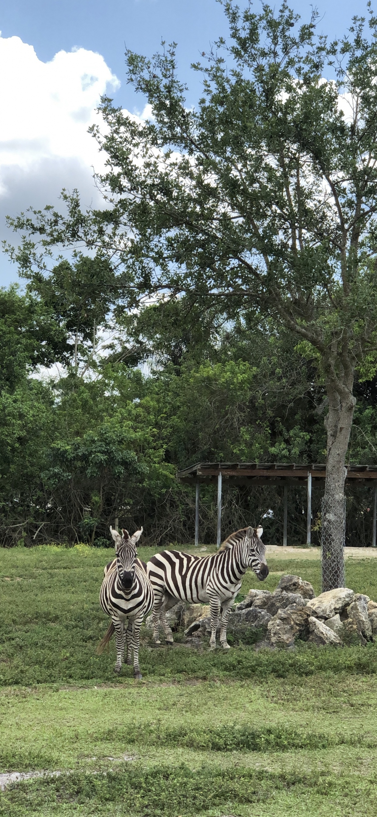 Обои дерево, растительное сообщество, сенокосное угодье, биология, наука в разрешении 1242x2688