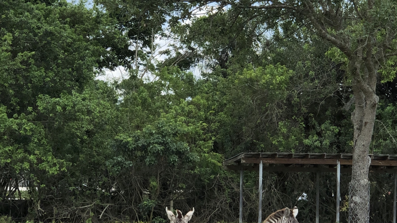 Обои дерево, растительное сообщество, сенокосное угодье, биология, наука в разрешении 1280x720